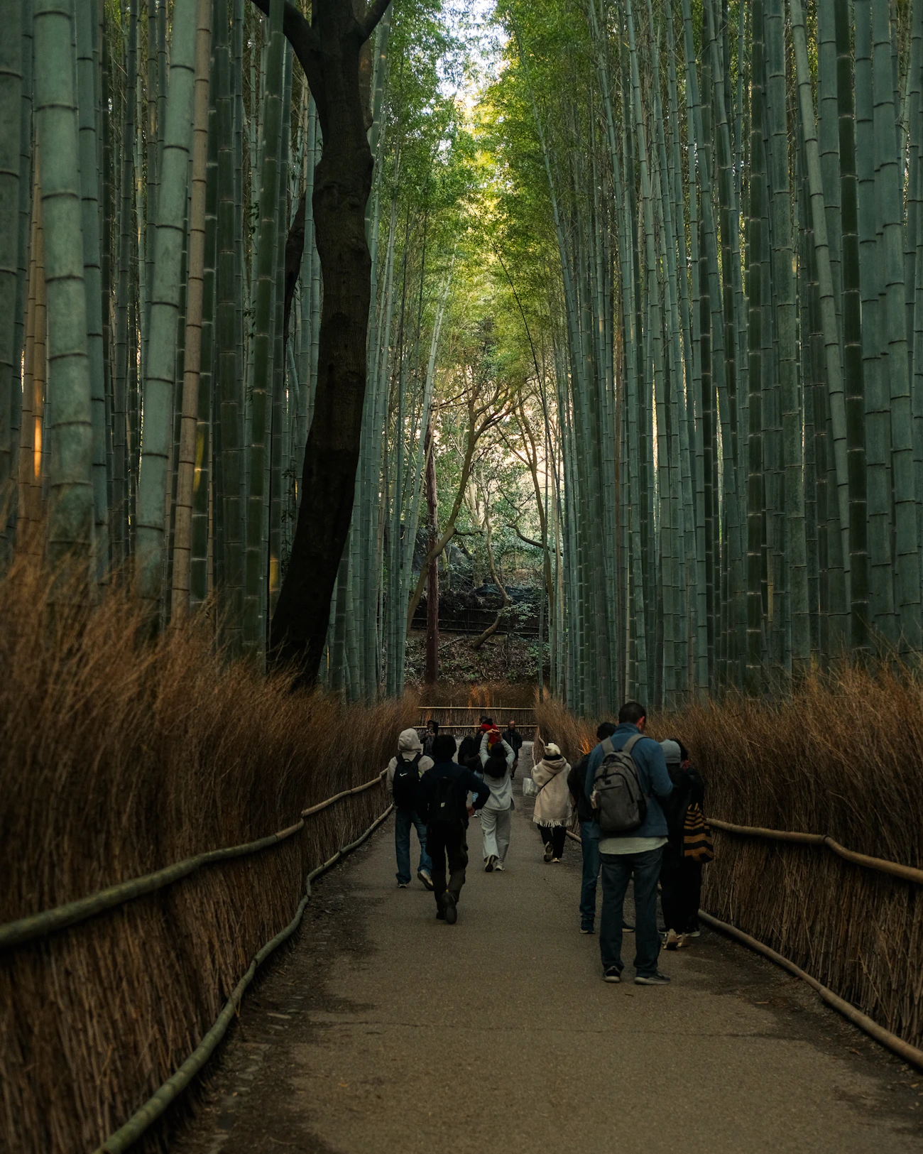 Peaceful bamboo forest pathway in Kyoto, Japan