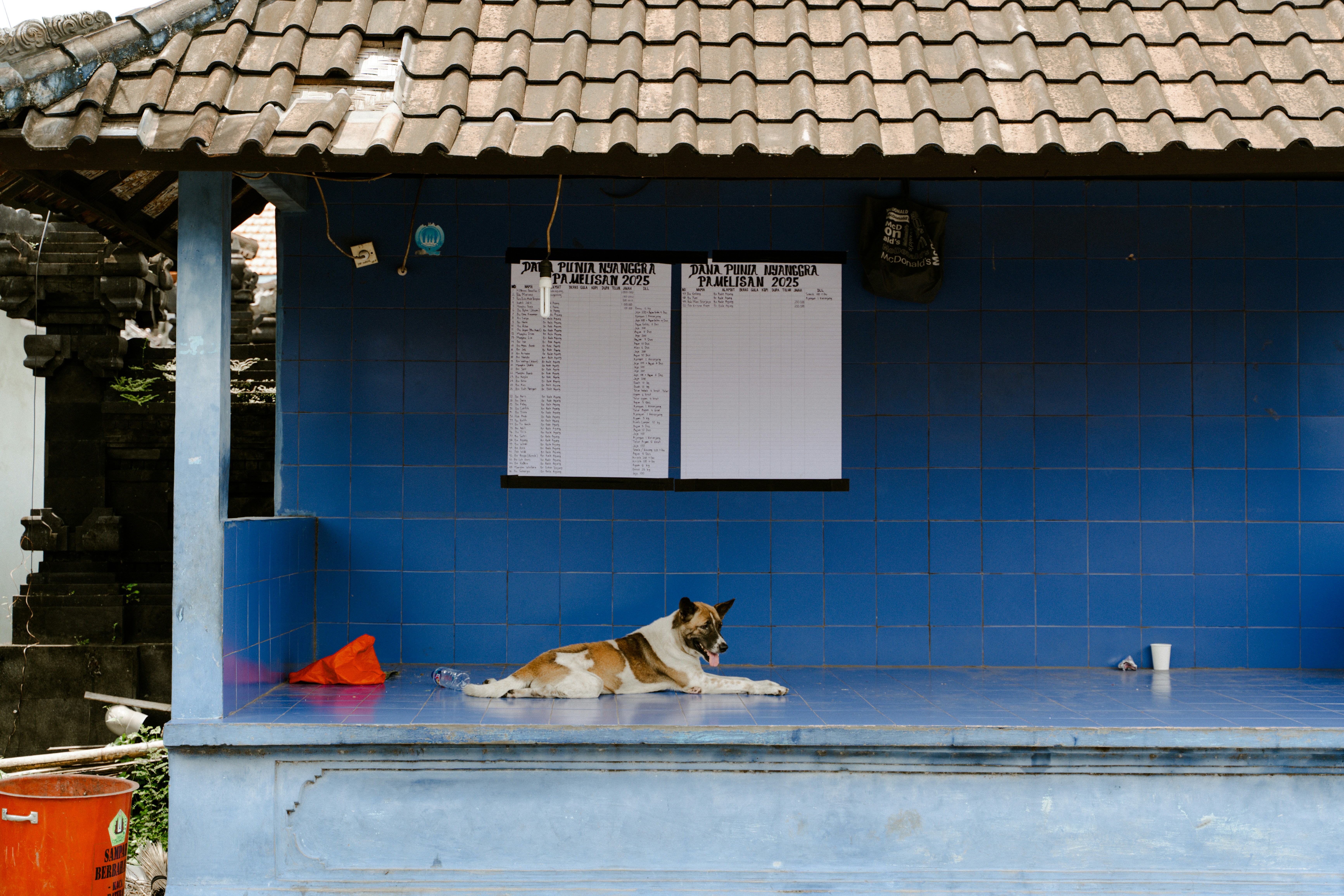 Ein Hund ruht auf einer blau gefliesten Veranda.