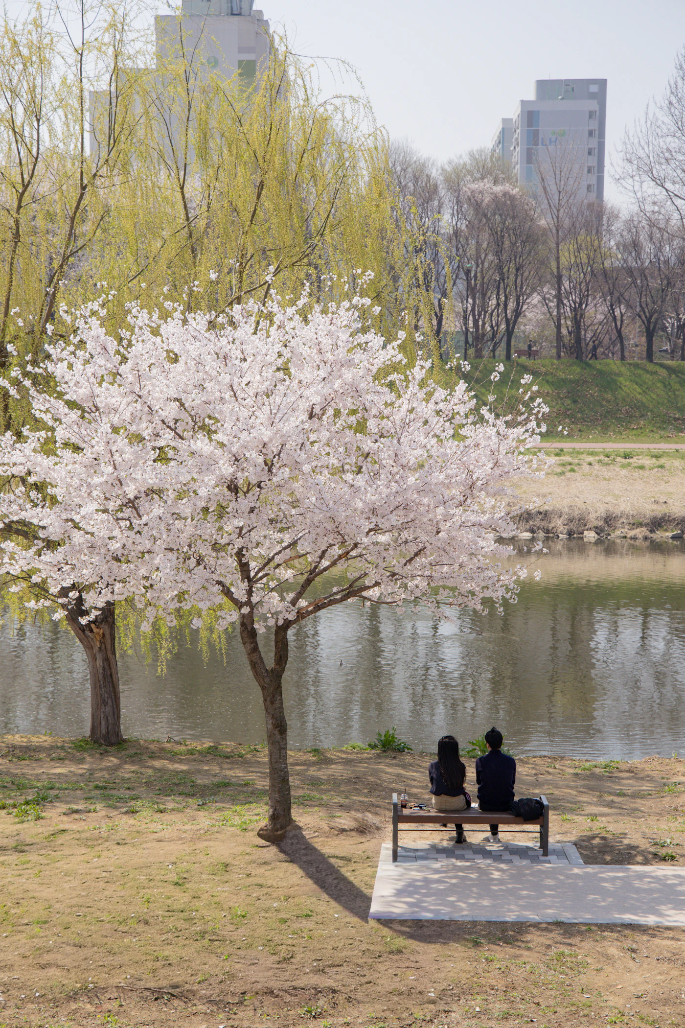 Couple seated together on a park bench surrounded by full pink cherry blossom trees in full spring bloom
