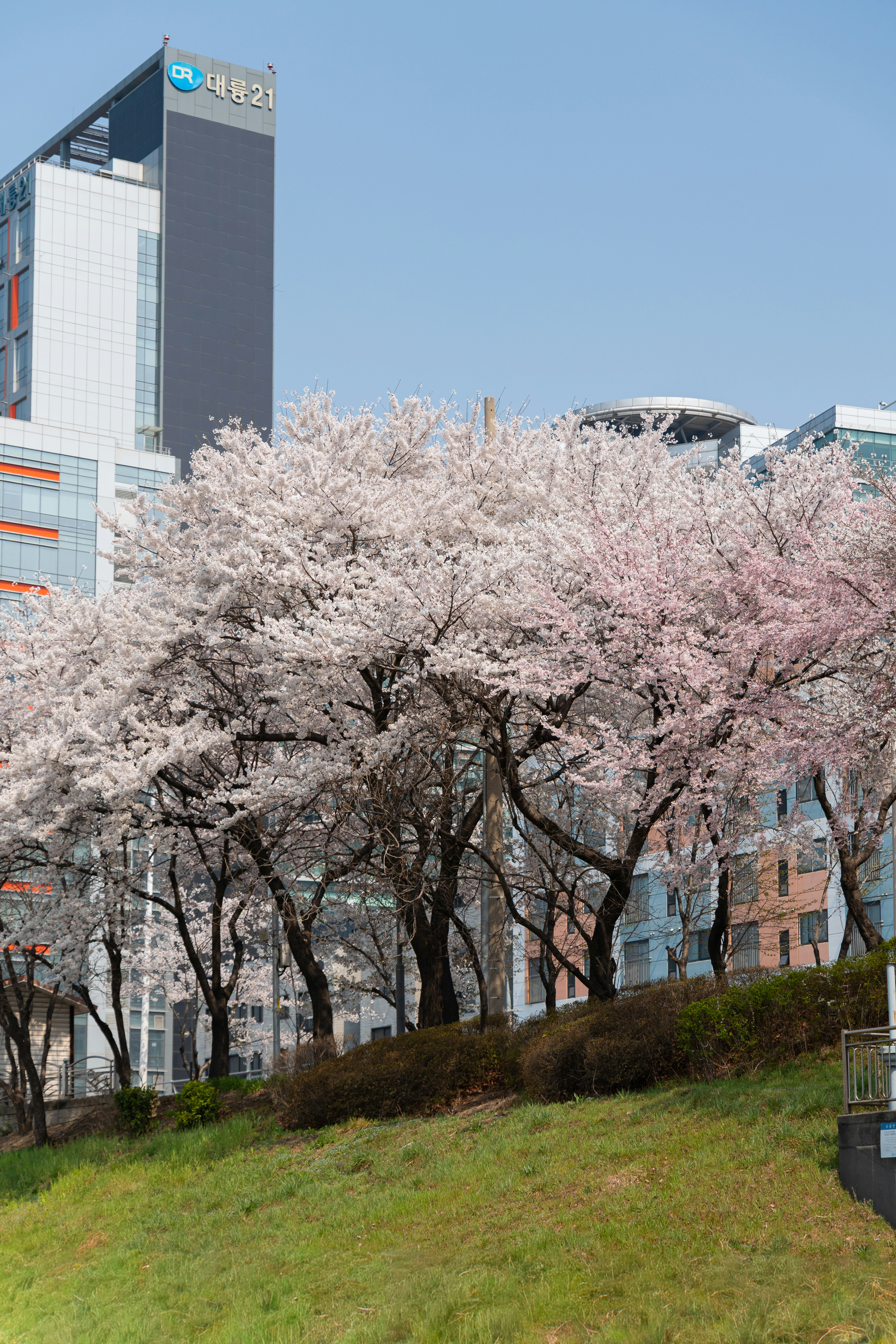 Photo by seoul_lover_lily