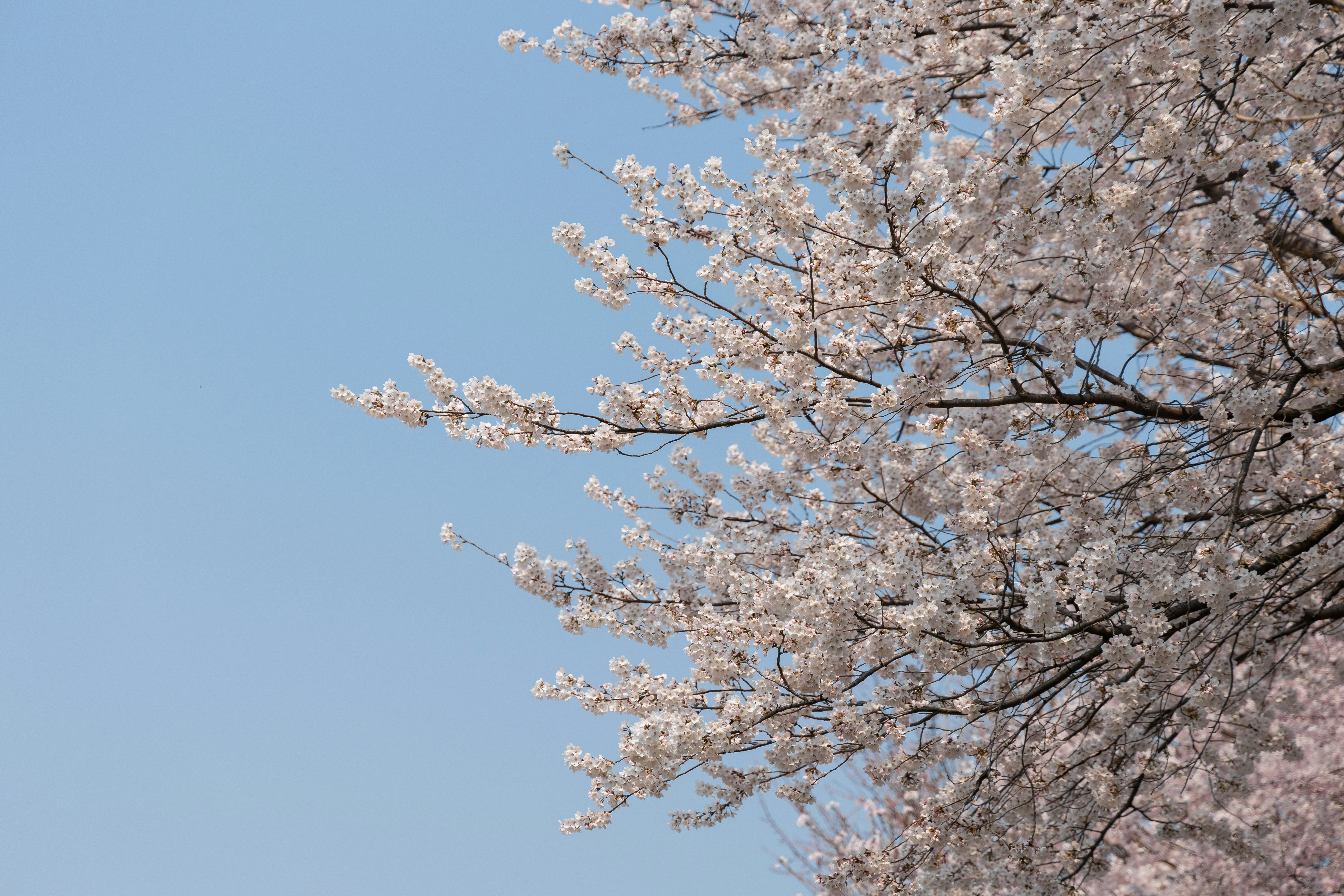 Photo by seoul_lover_lily