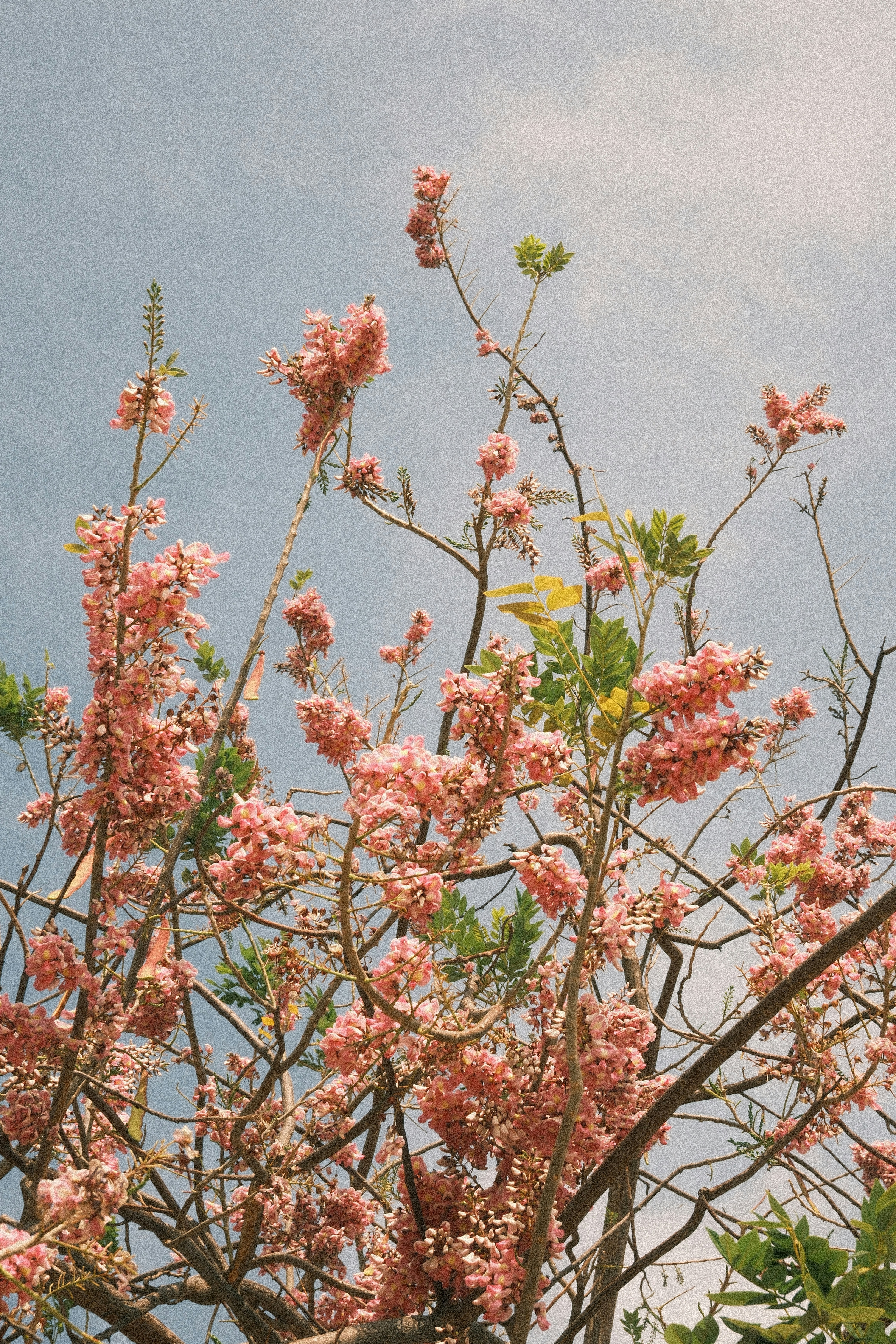 Photo by natalienpngoc