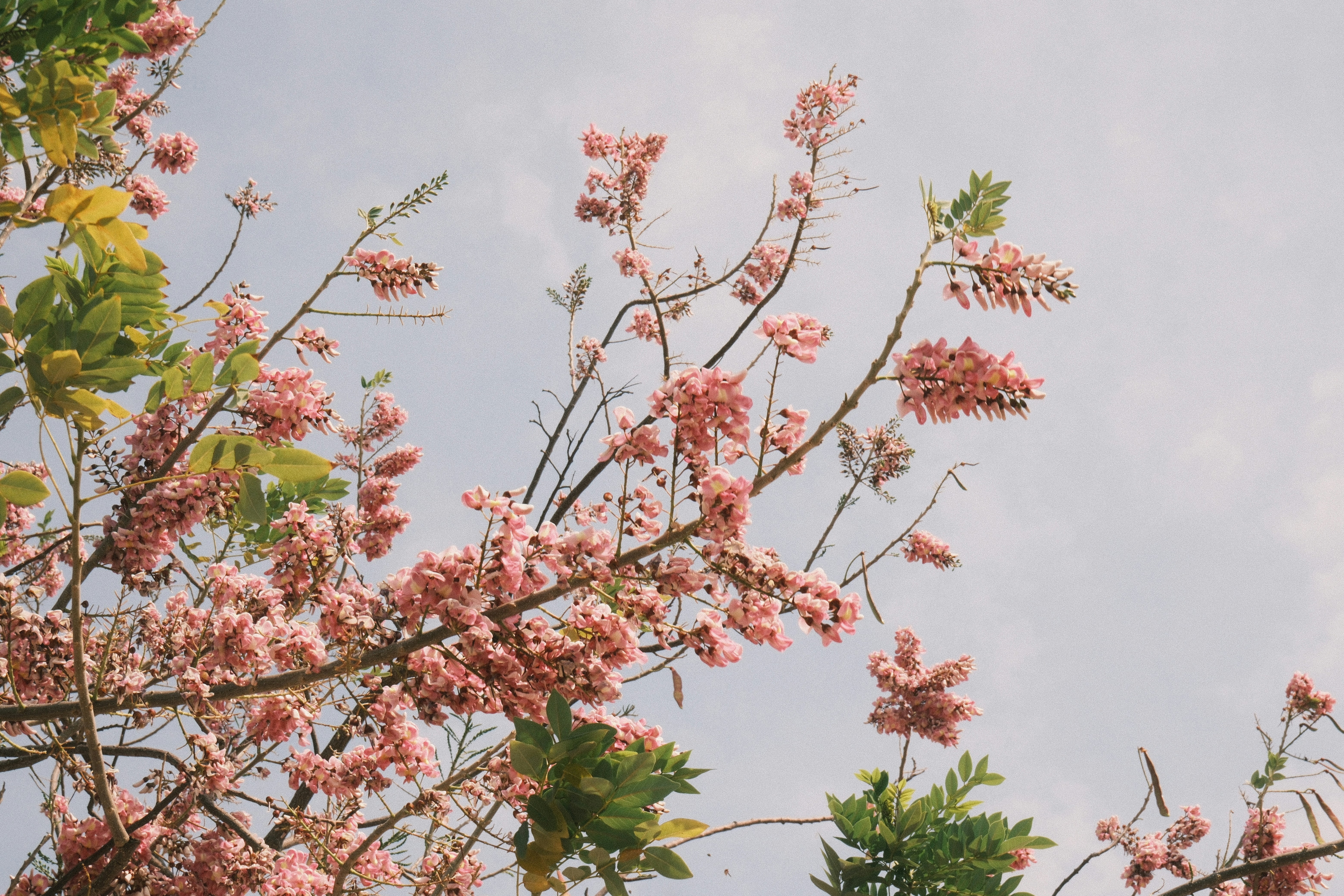 Photo by natalienpngoc