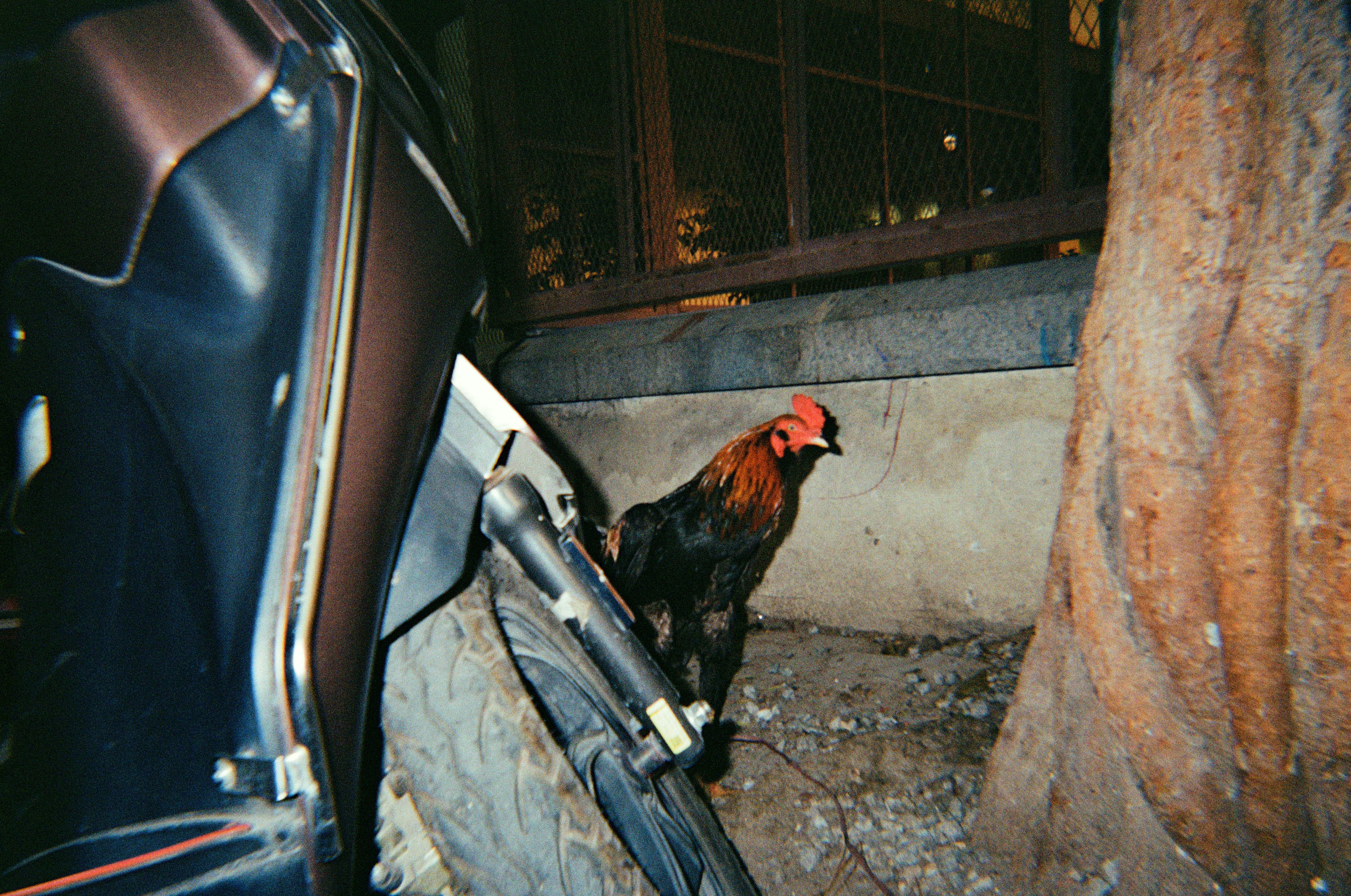 A rooster stands near a tree and motorcycle.
