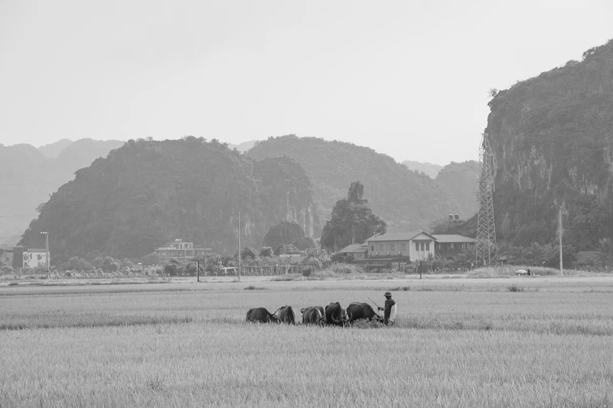 Tăng sức chống chịu