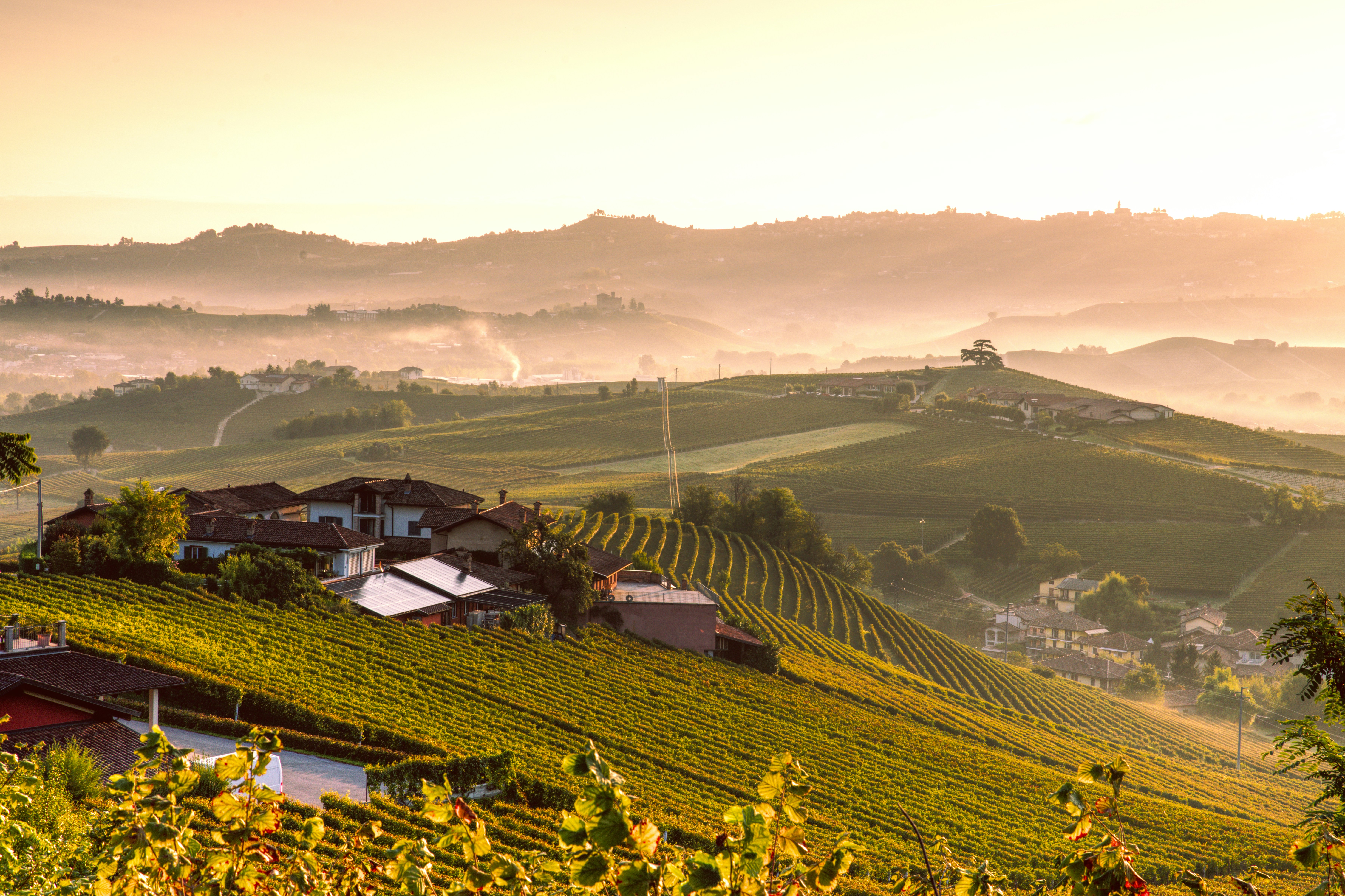 Sanfte Hügel, bedeckt mit Weinbergen bei Sonnenaufgang