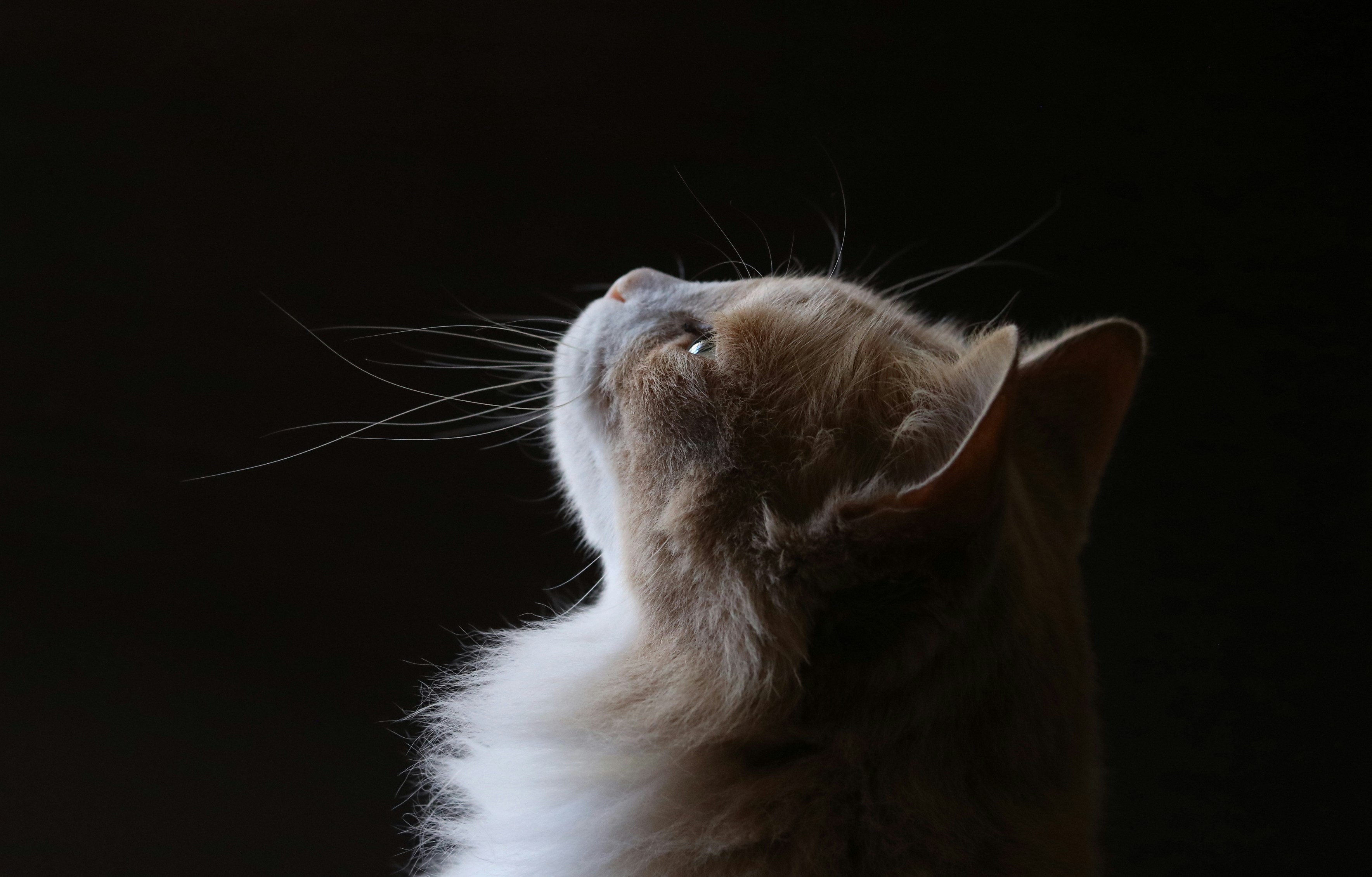 A cat looking upwards against a dark background