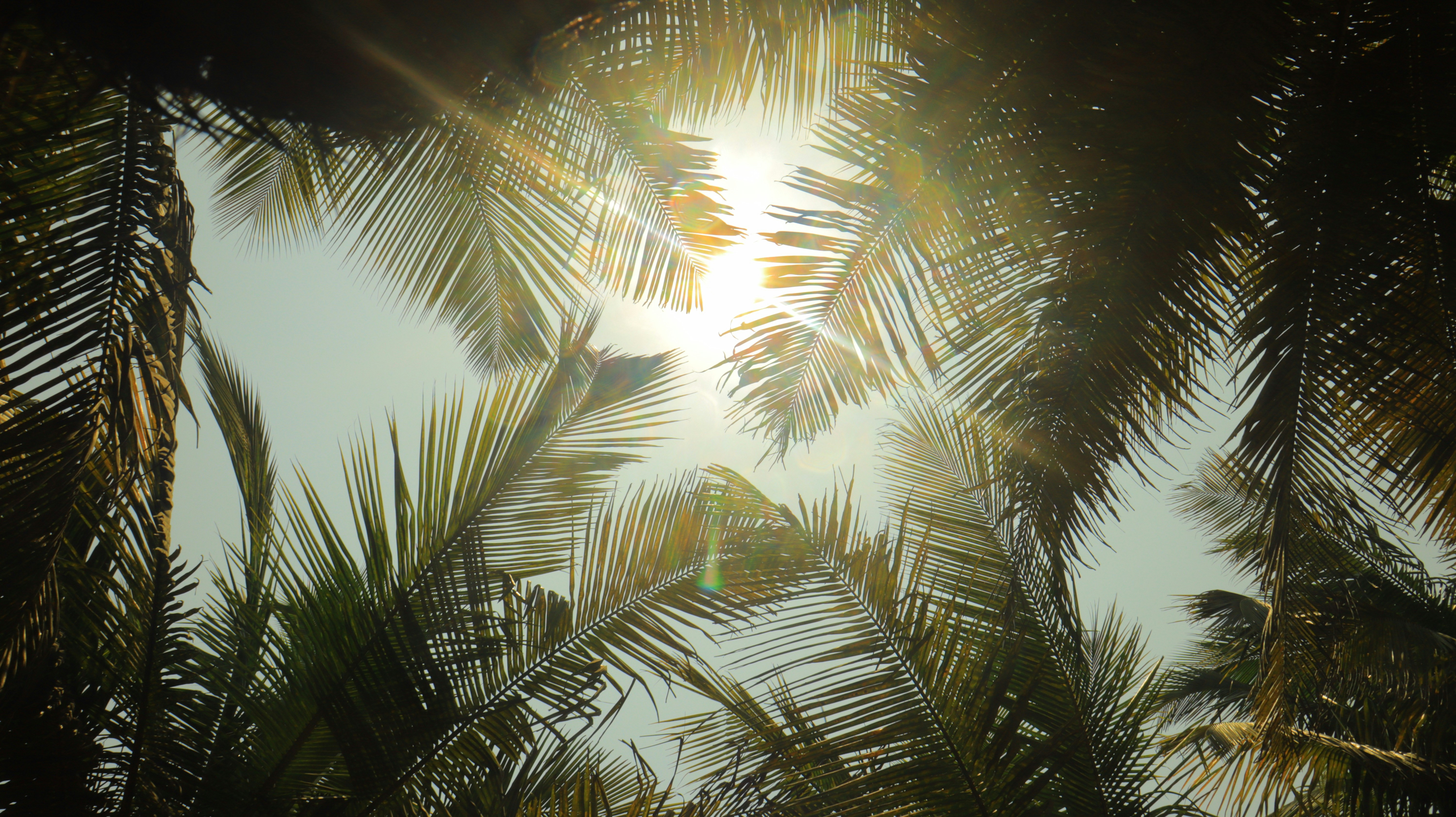 Sunlight shines through palm tree fronds on a bright day.
