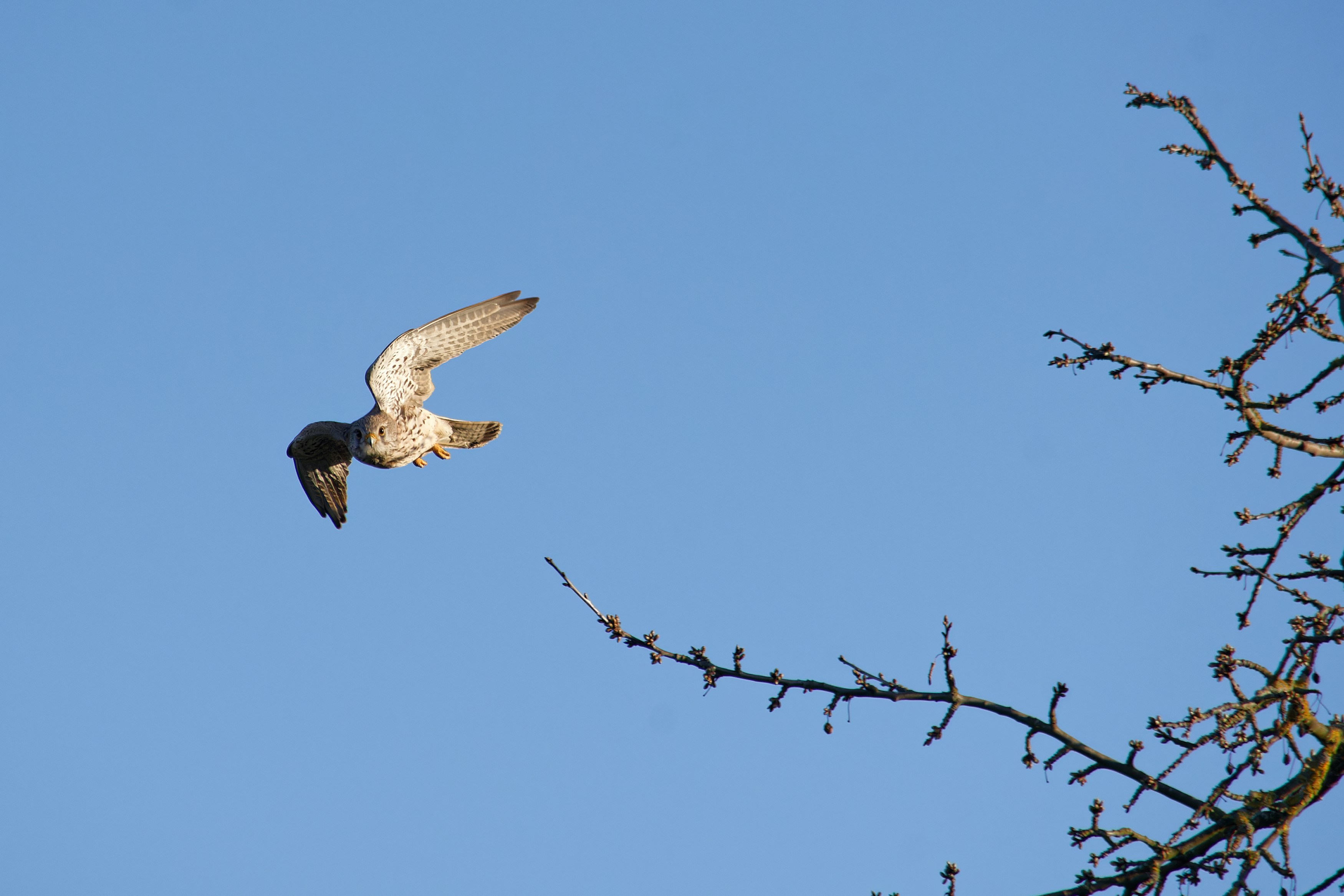 Un pájaro vuela con gracia contra un cielo azul claro.