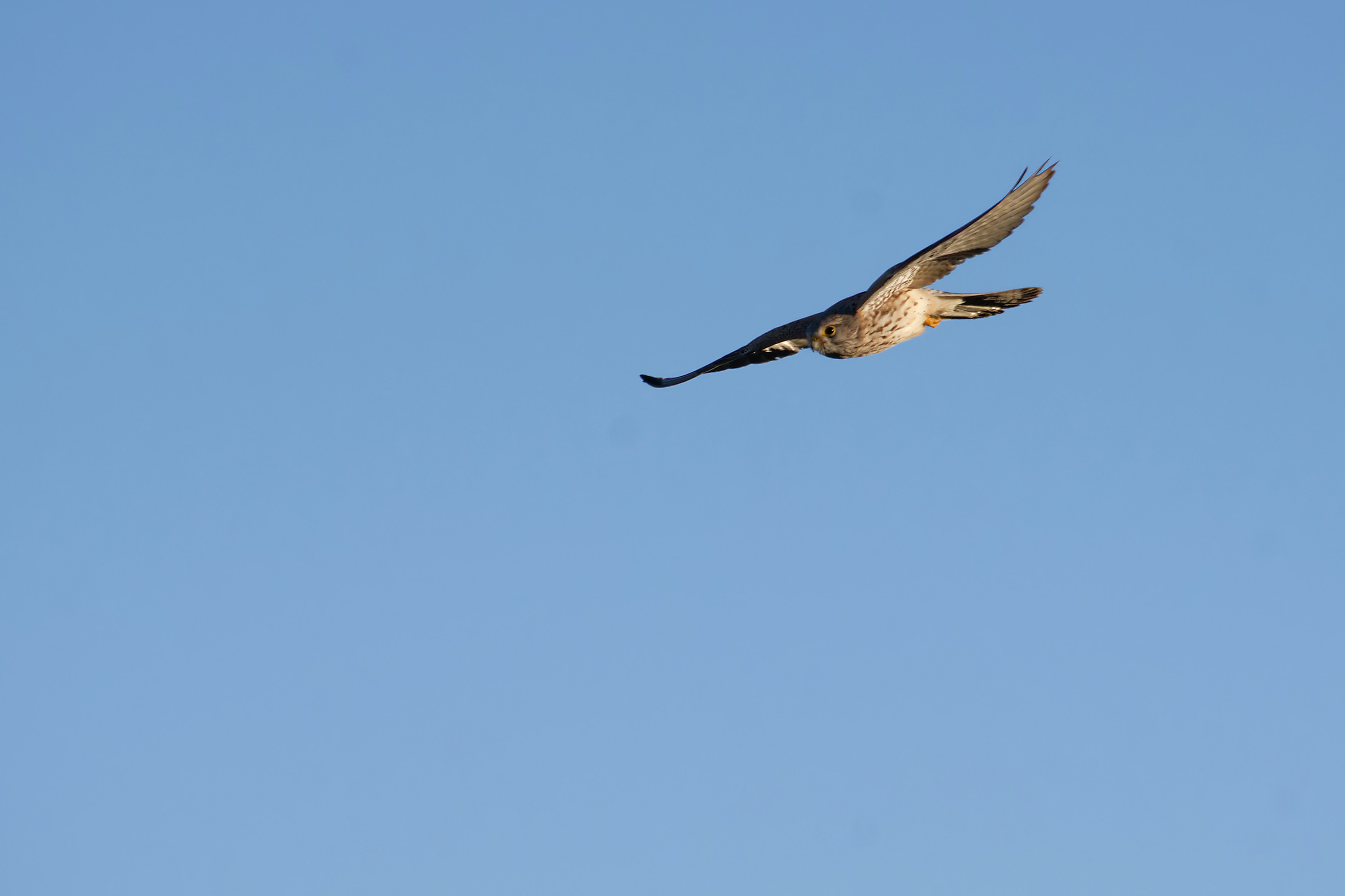 Photo by designbytholen