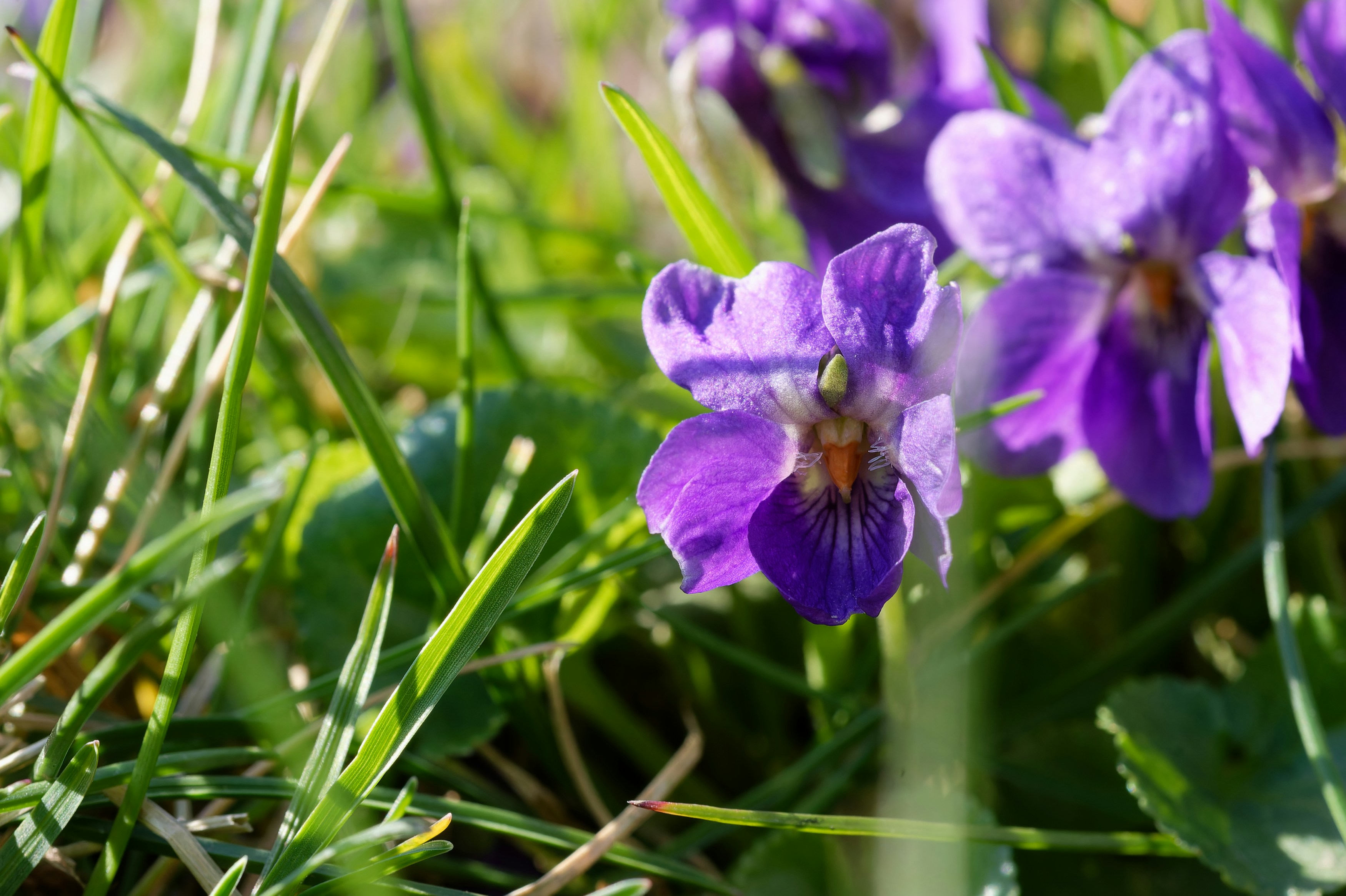 Las violetas púrpuras florecen entre la hierba verde