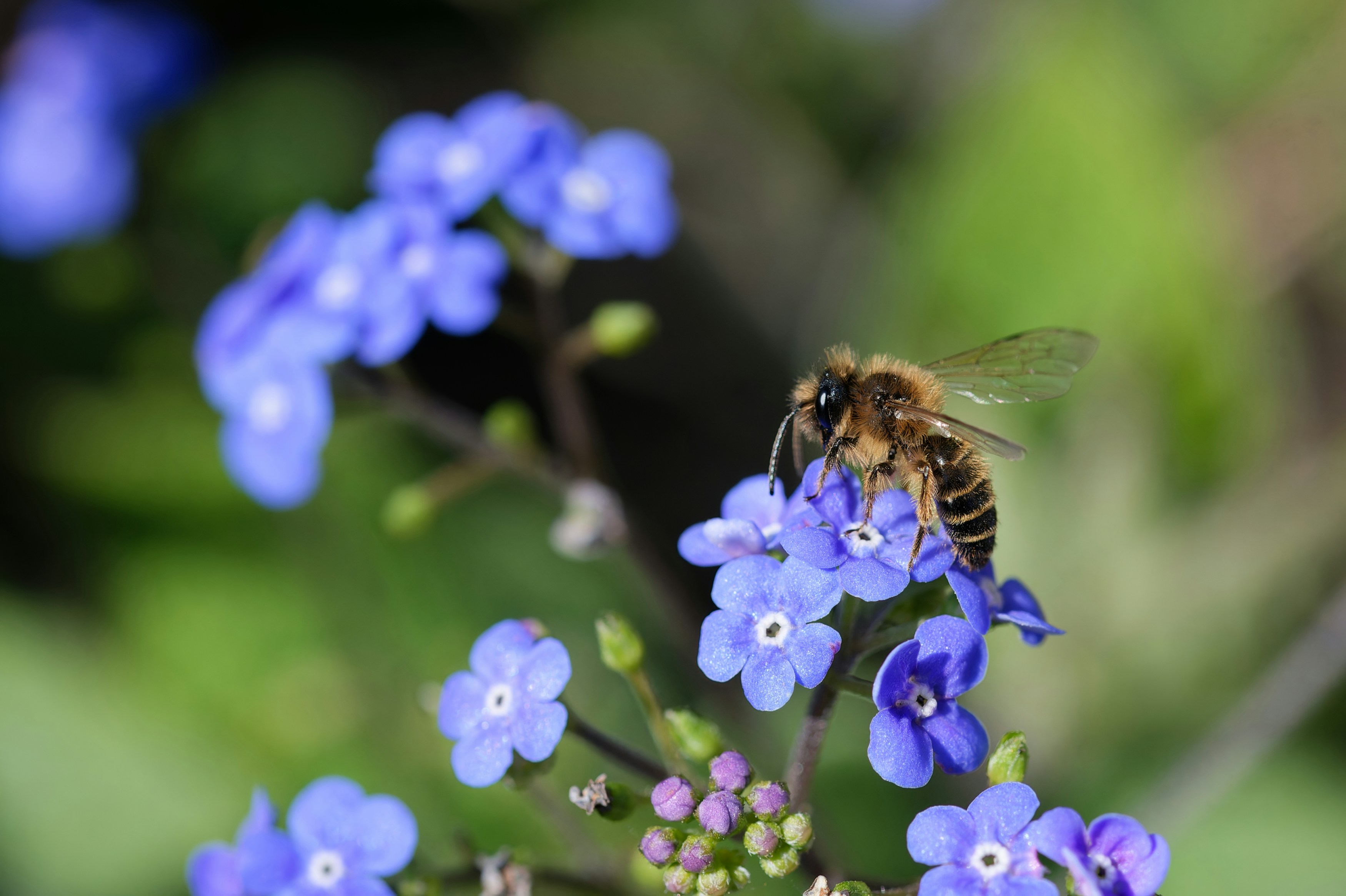Una abeja recoge néctar de pequeñas flores azules.