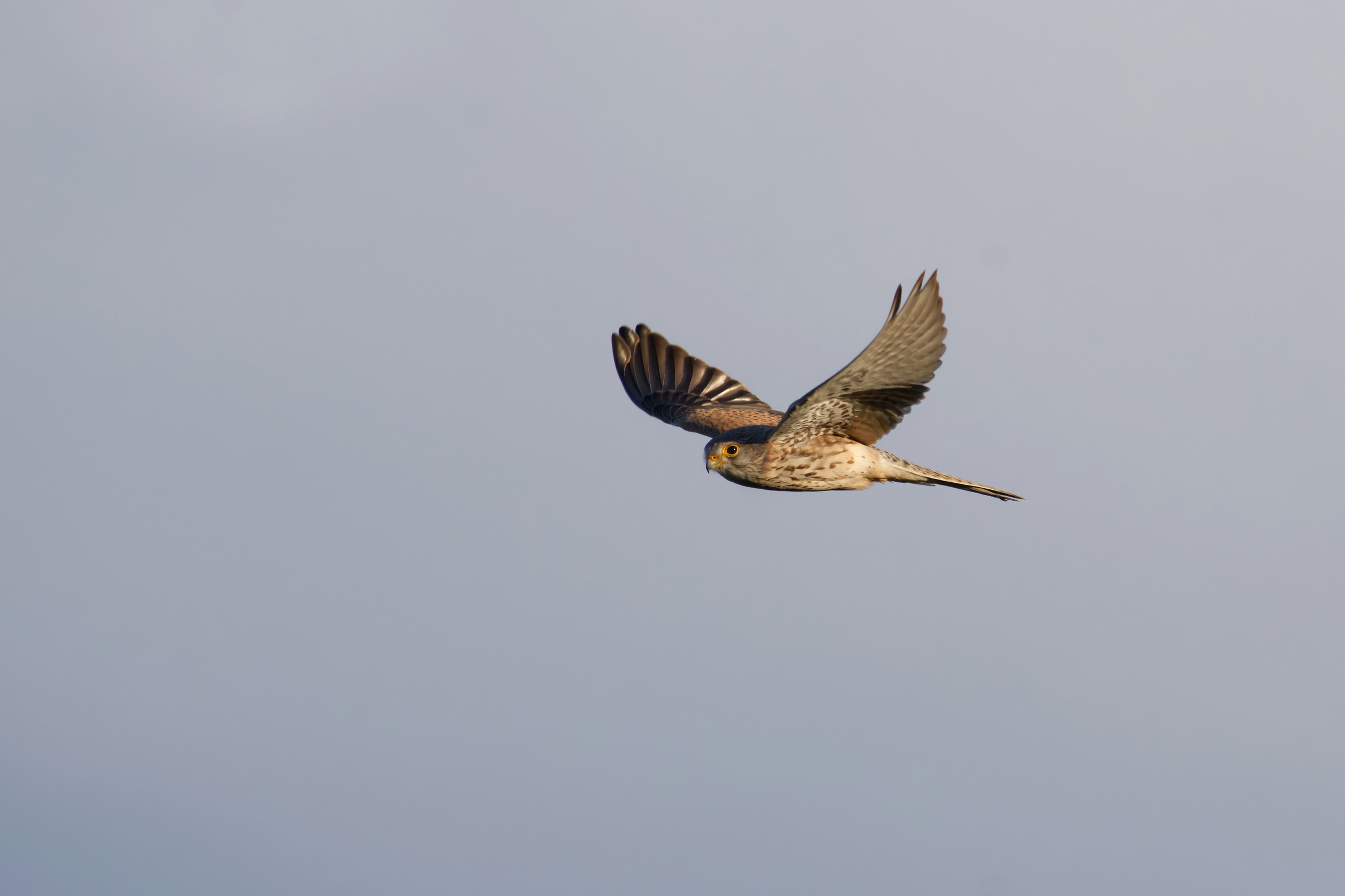 Un cernícalo volando en un cielo nublado