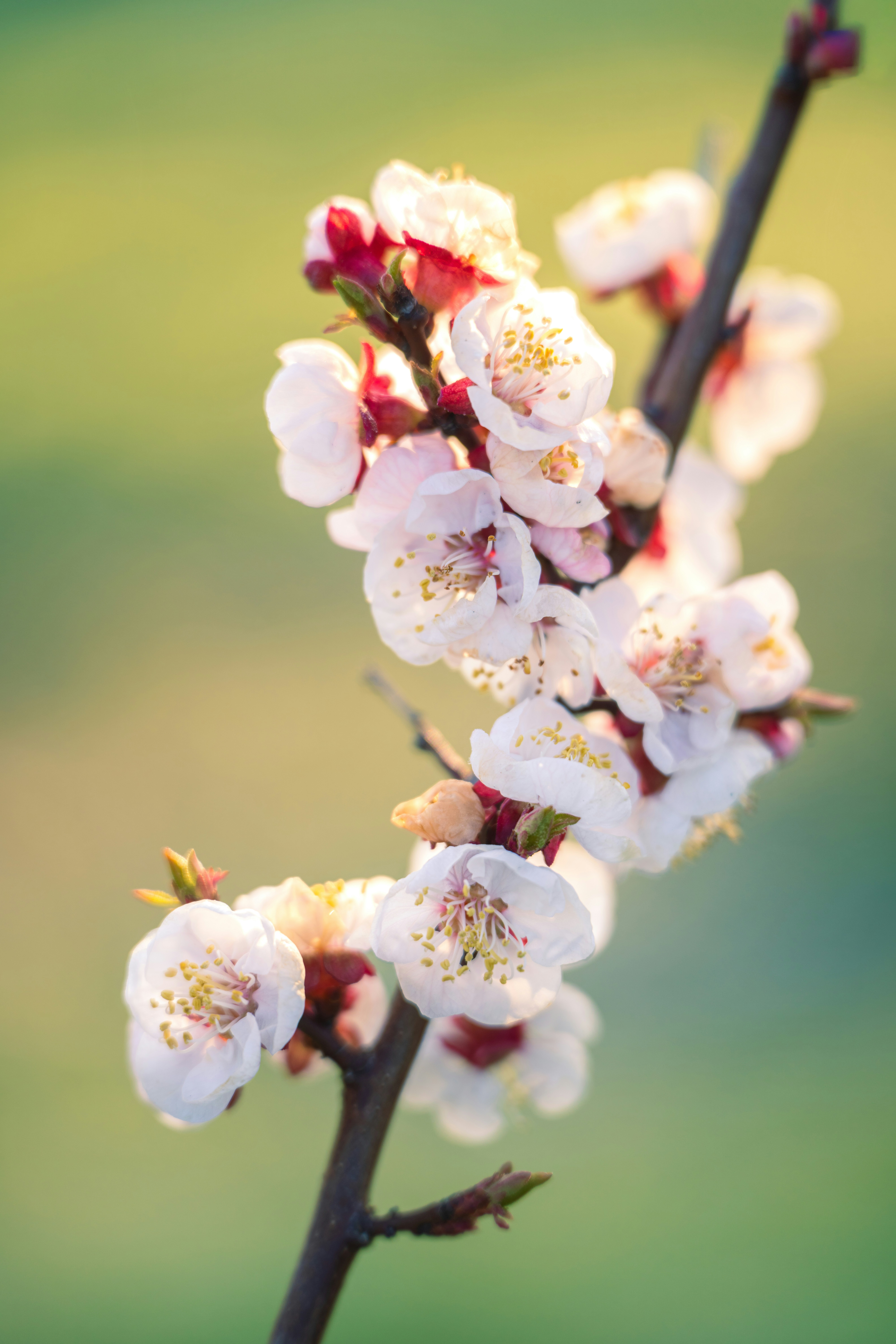 Ein Ast mit zarten weißen und rosa Blüten.