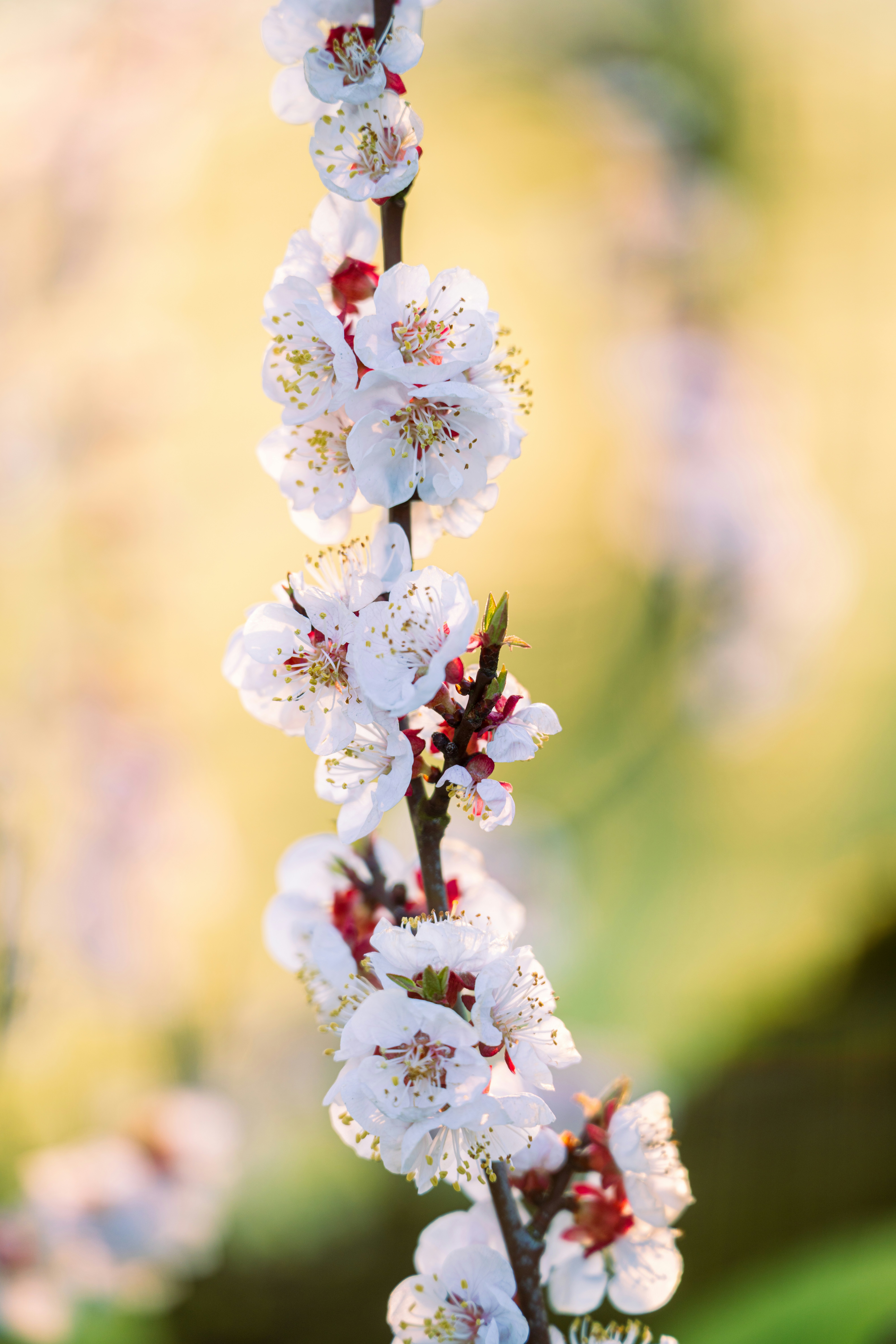 Zarte weiße Kirschblüten an einem Ast