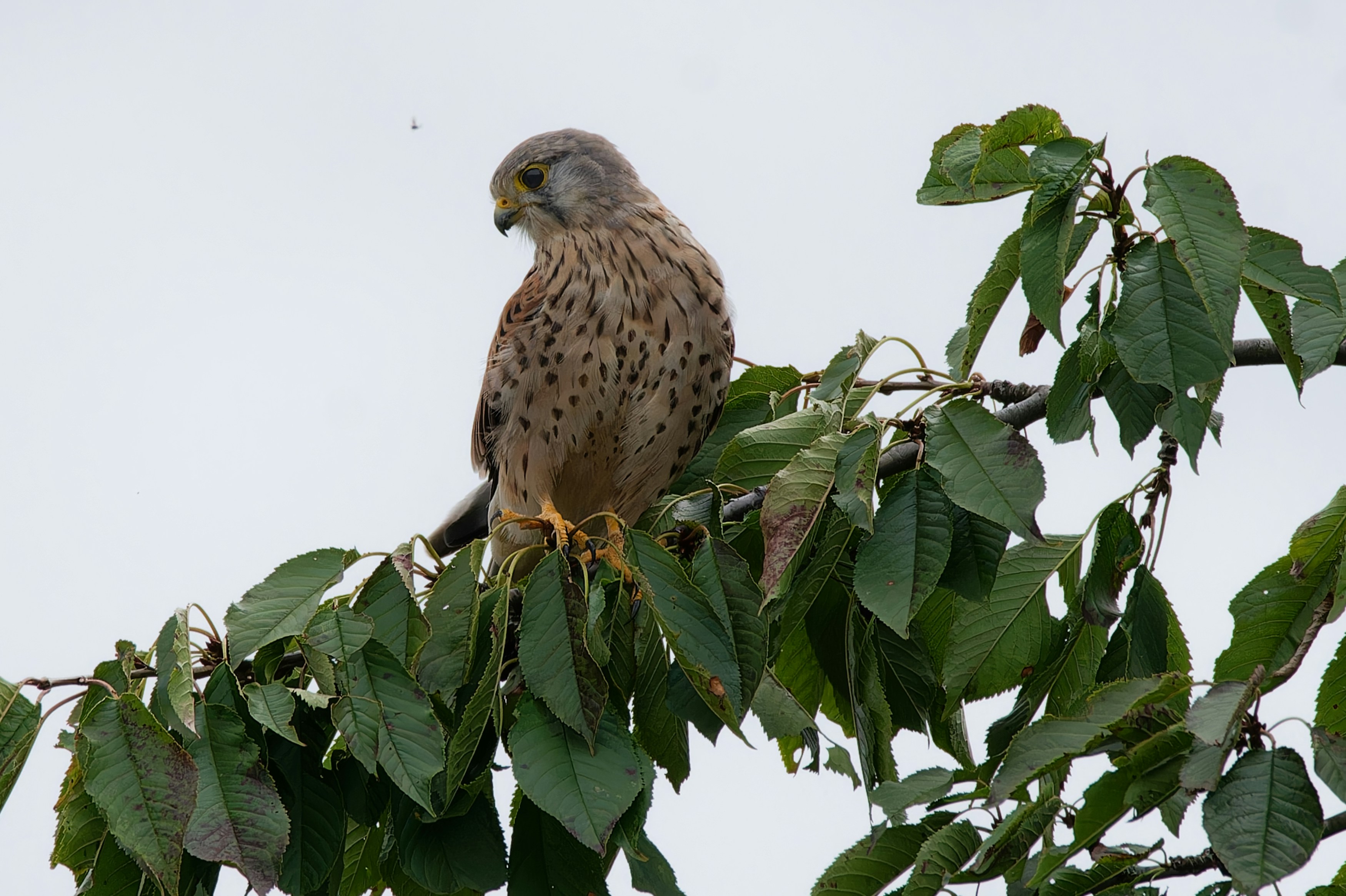 Un cernícalo posado en una rama de árbol con hojas.