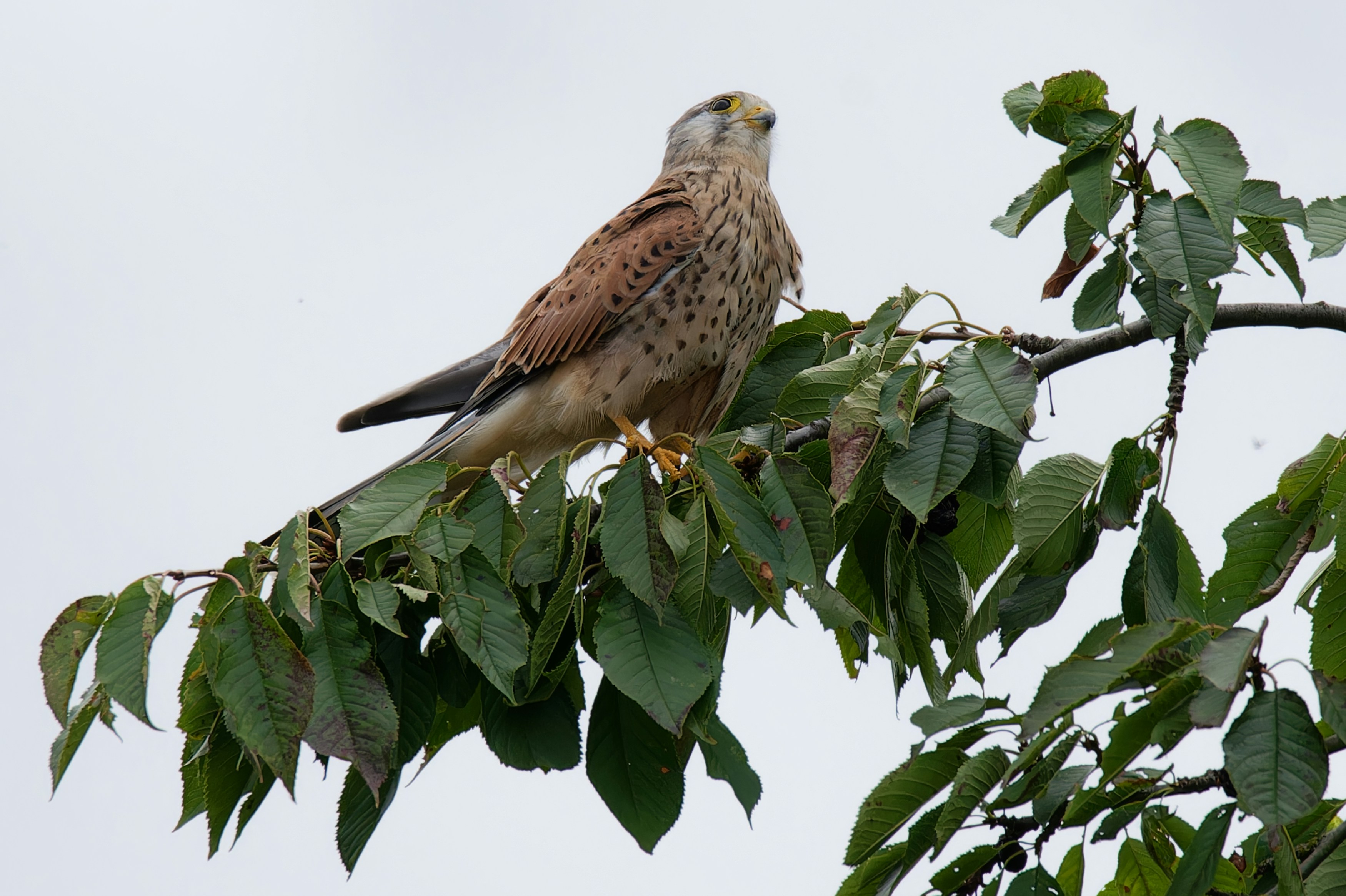 Un cernícalo posado en una rama de árbol con hojas.