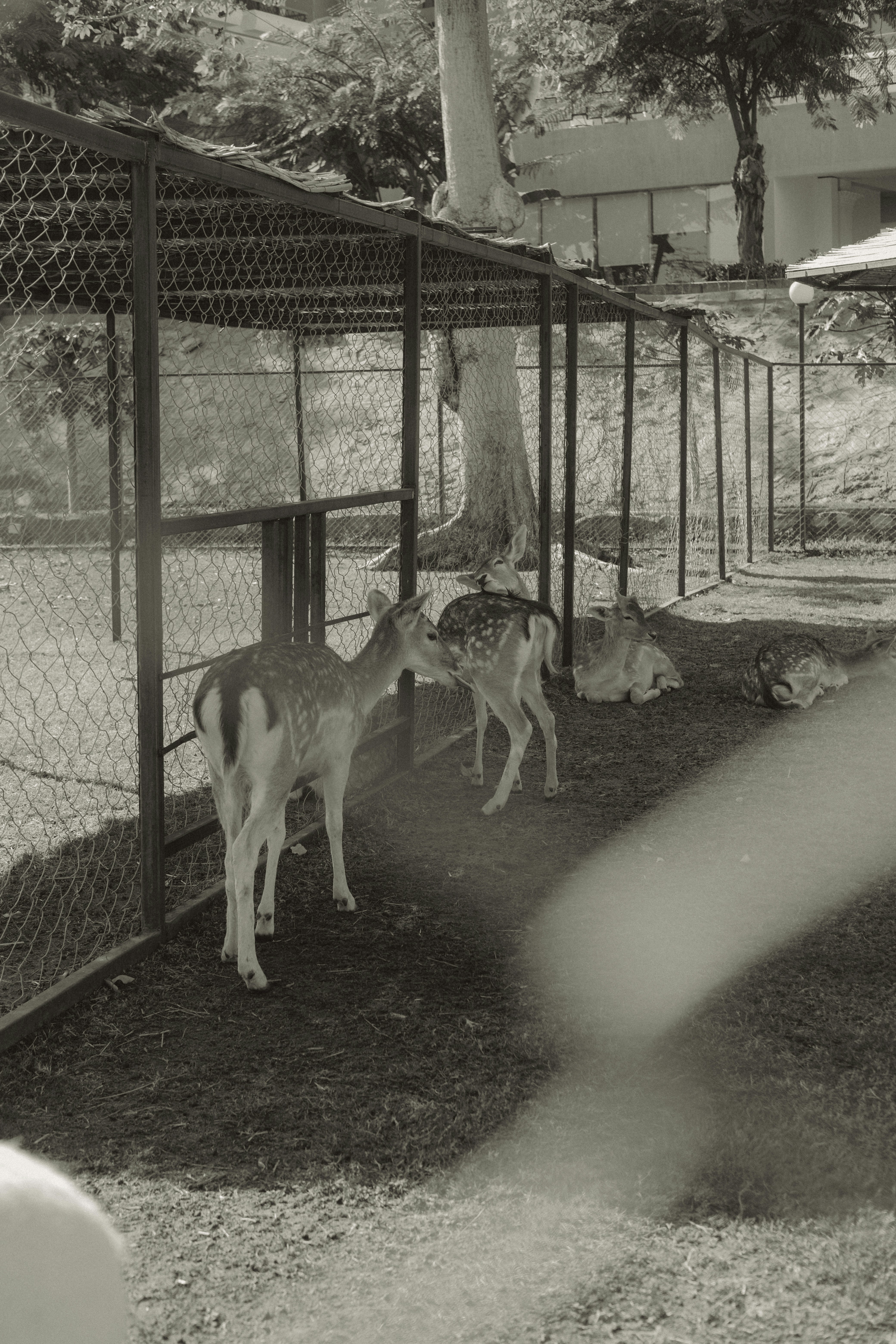 Cervi in un recinto in uno zoo