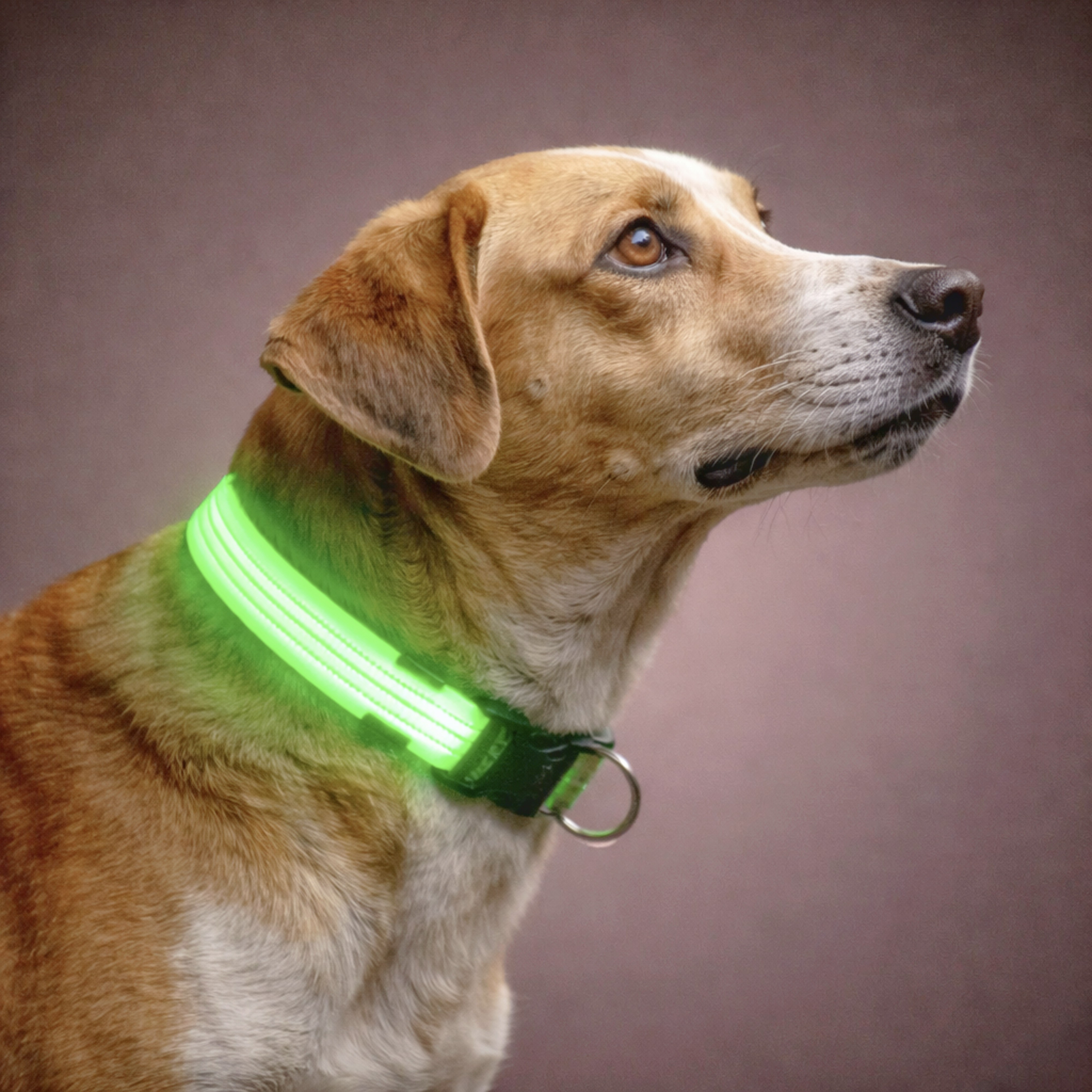 Dog Belts