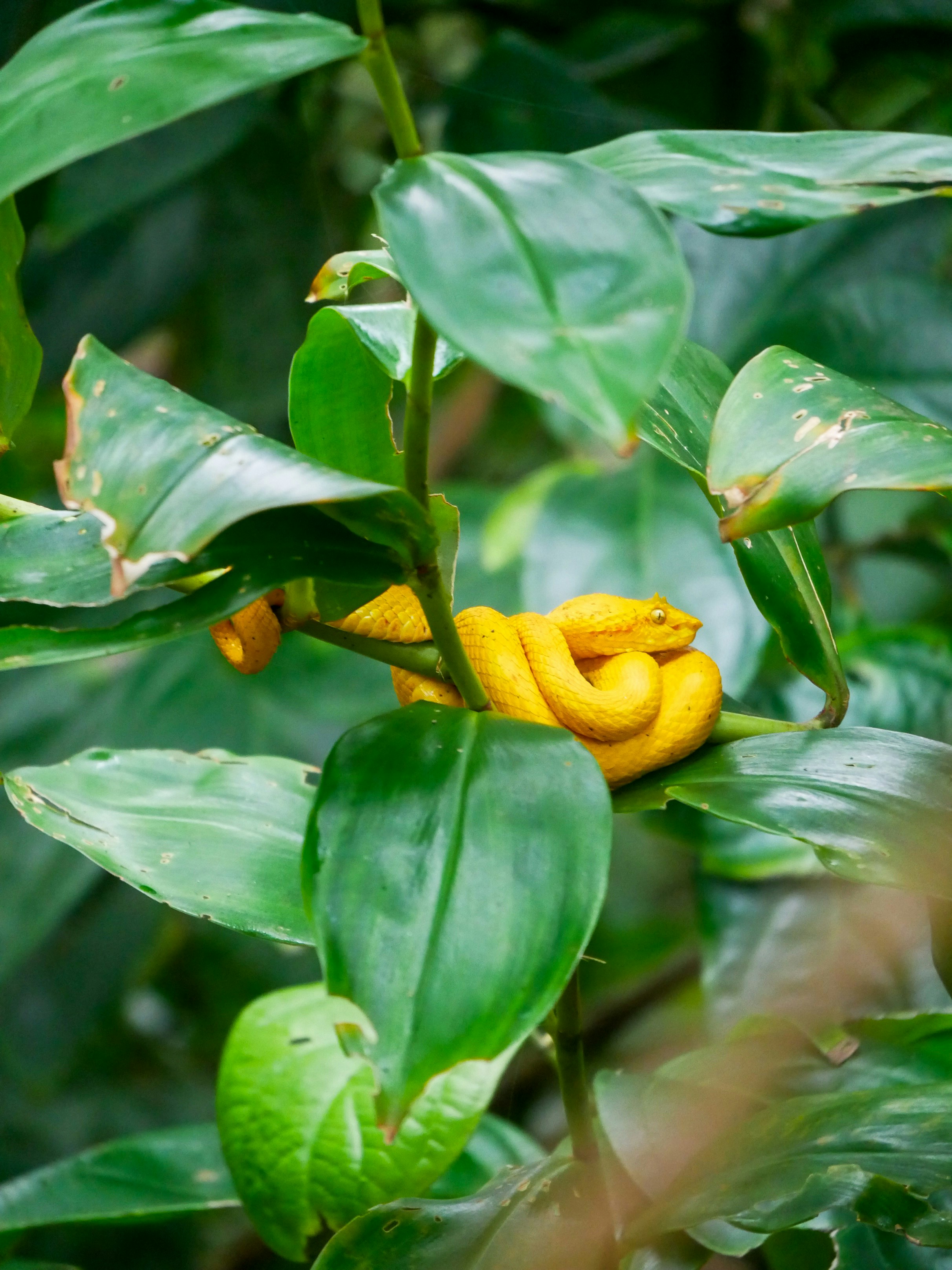 Seekor ular kuning cerah melingkar di cabang hijau.