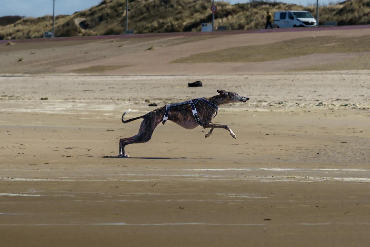 Greyhound Racing
