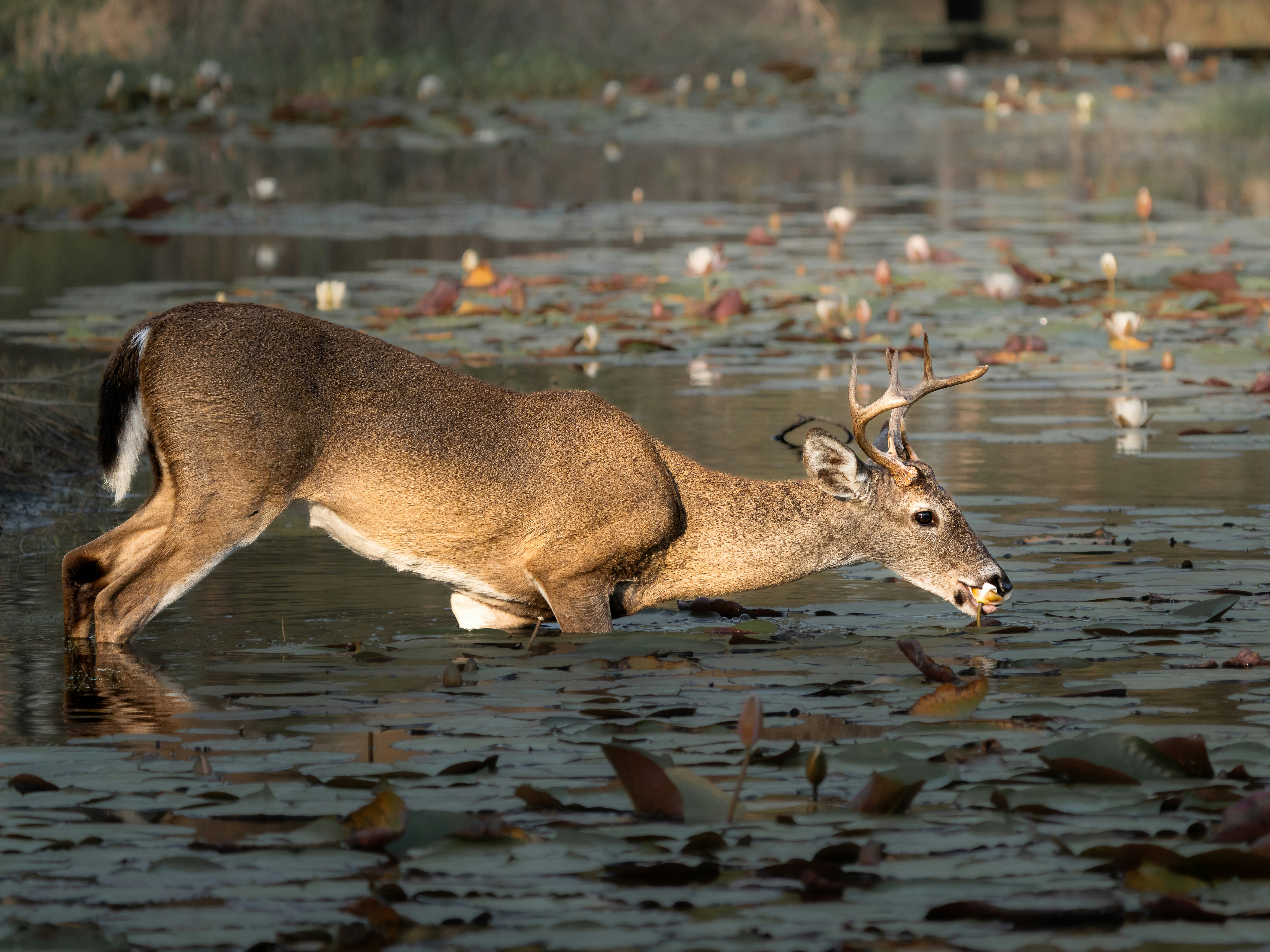 Michigan Archery Season Opens Amid CWD, EHD and TB Concerns