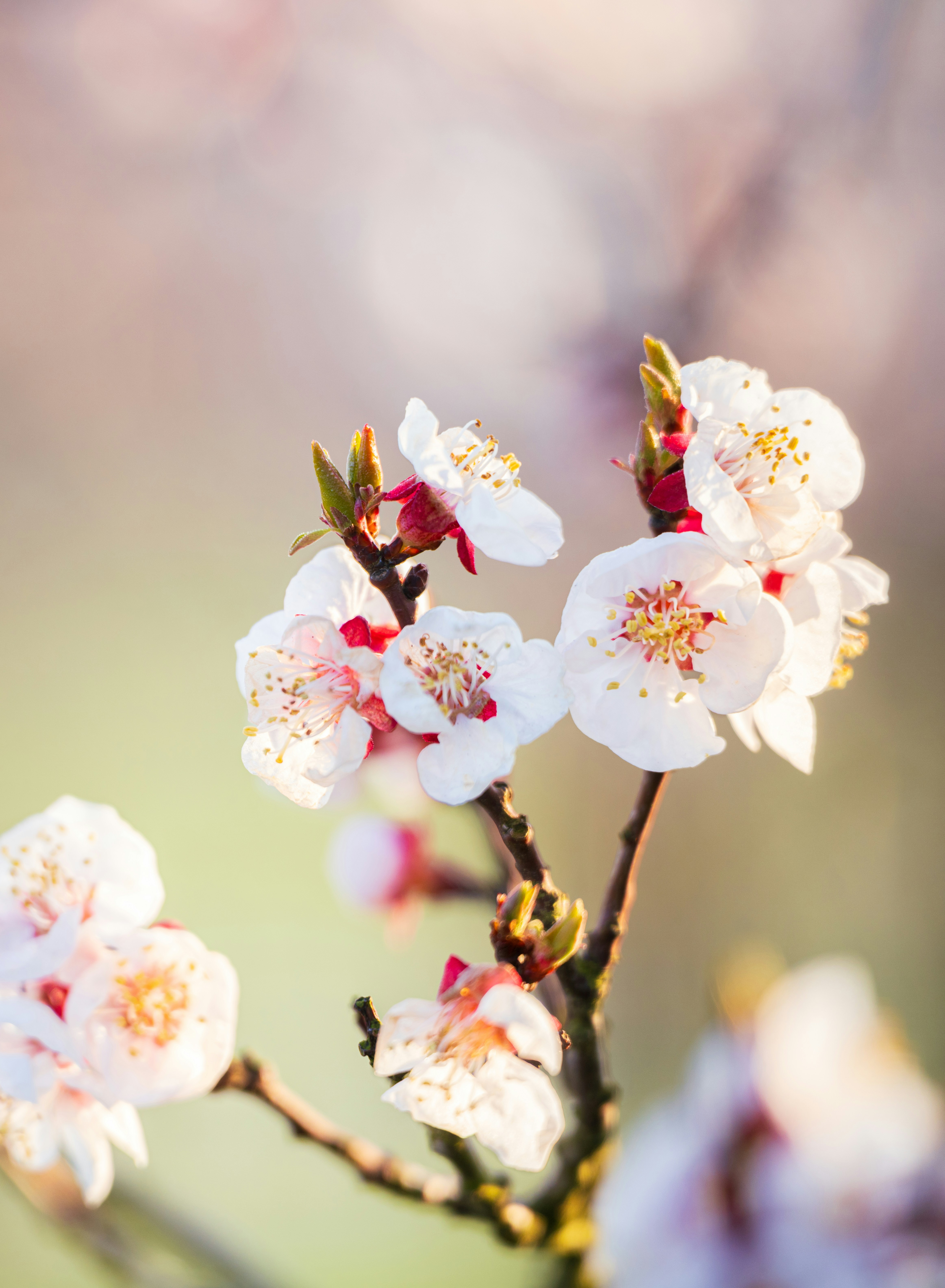 Im Frühling blühen zarte rosa und weiße Kirschblüten.