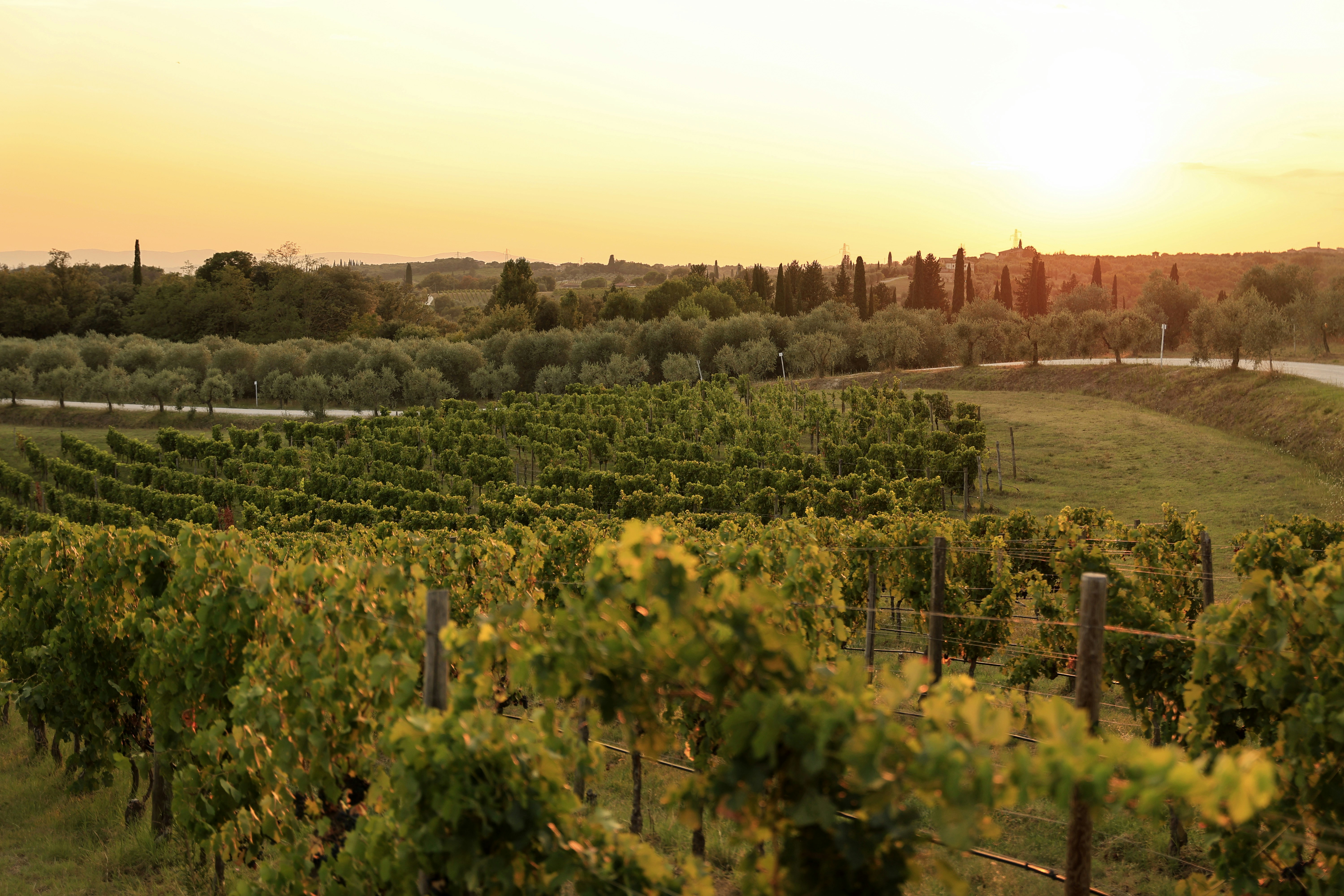 Hatha Ioga Dinàmic entre vinyes a Vins El cep