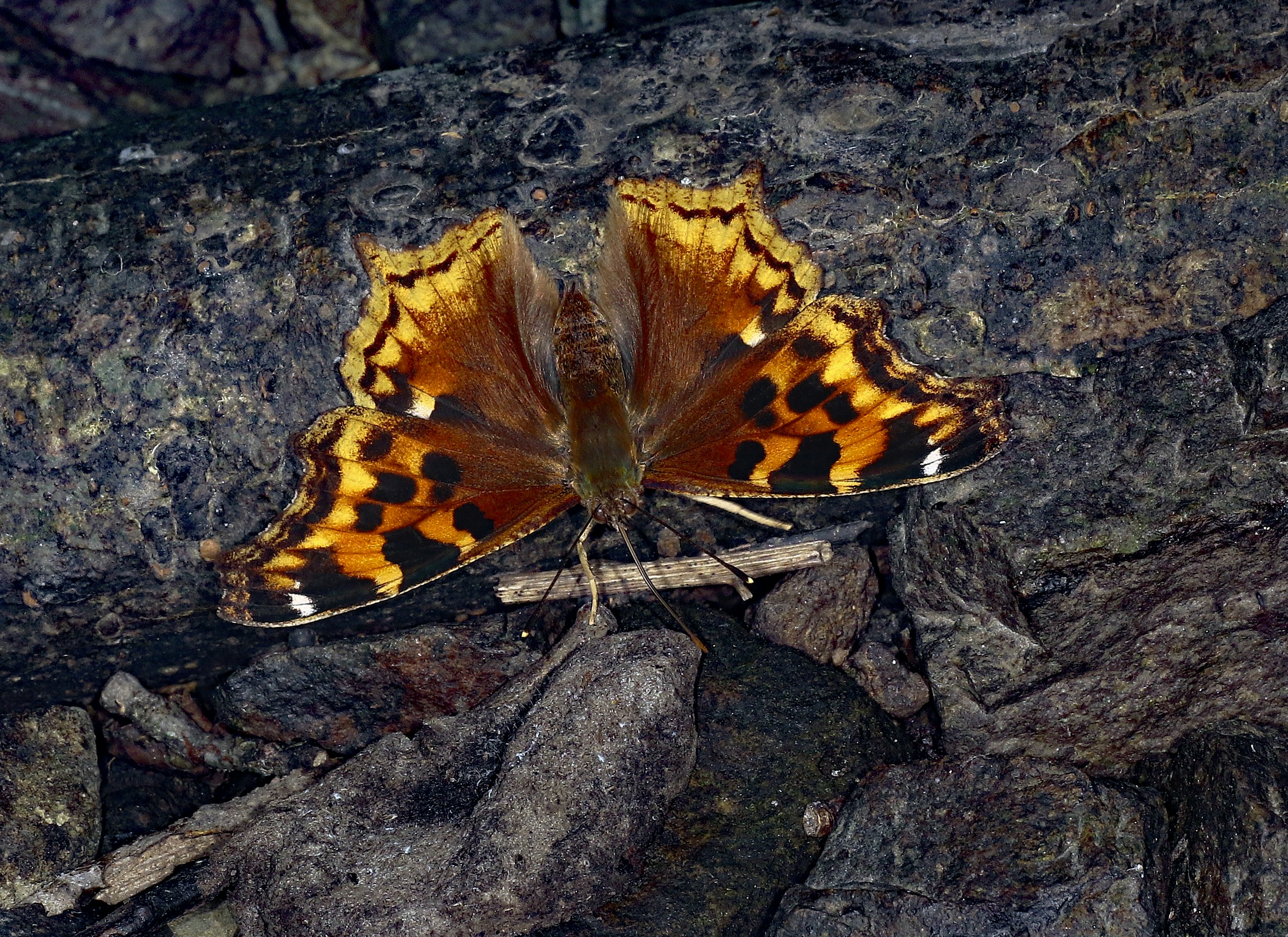a comma butterfly is resting on a dark wood