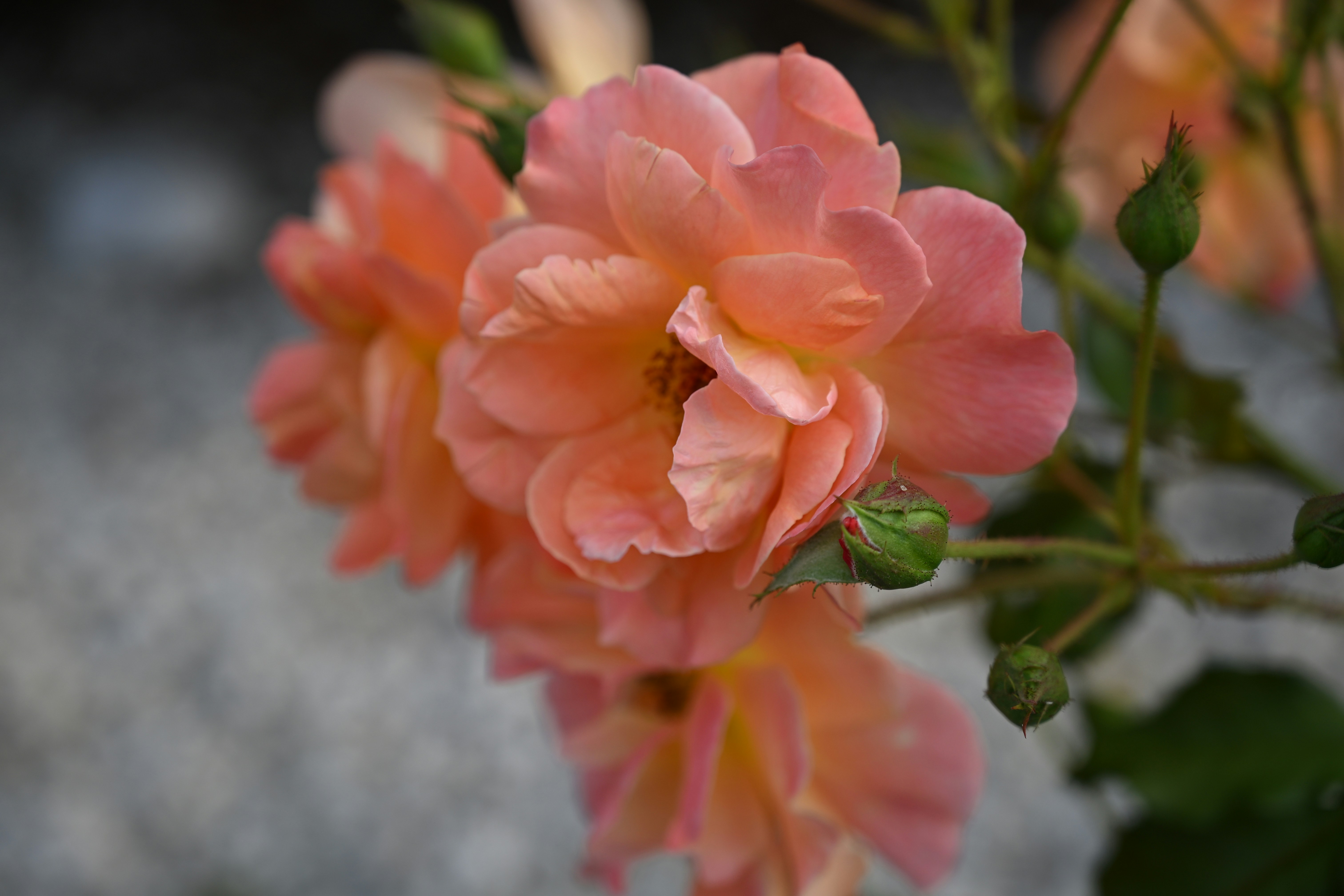Photo by kciapala