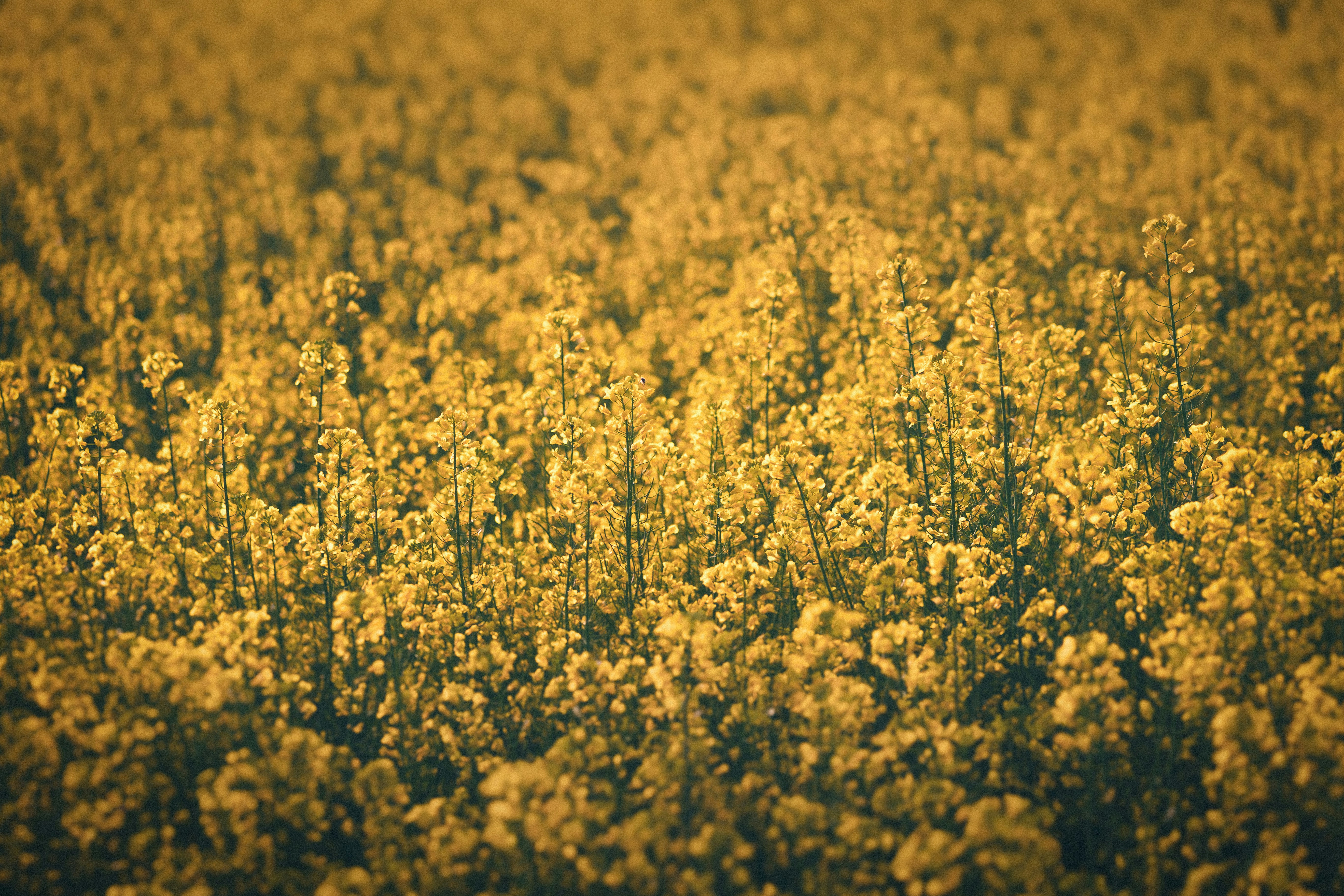 Photo by guheihei2333