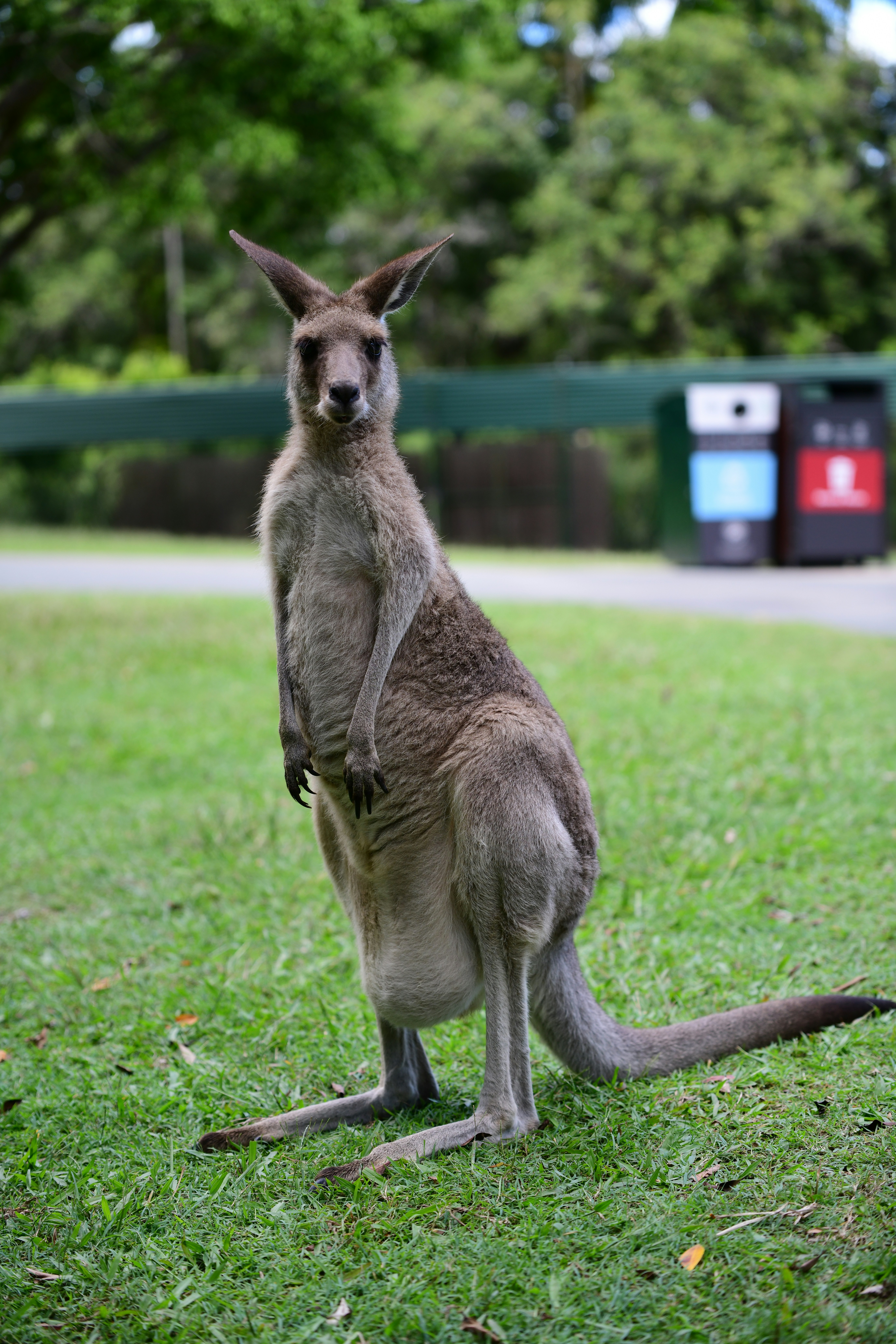 A kangaroo stands on grassy ground outdoors.