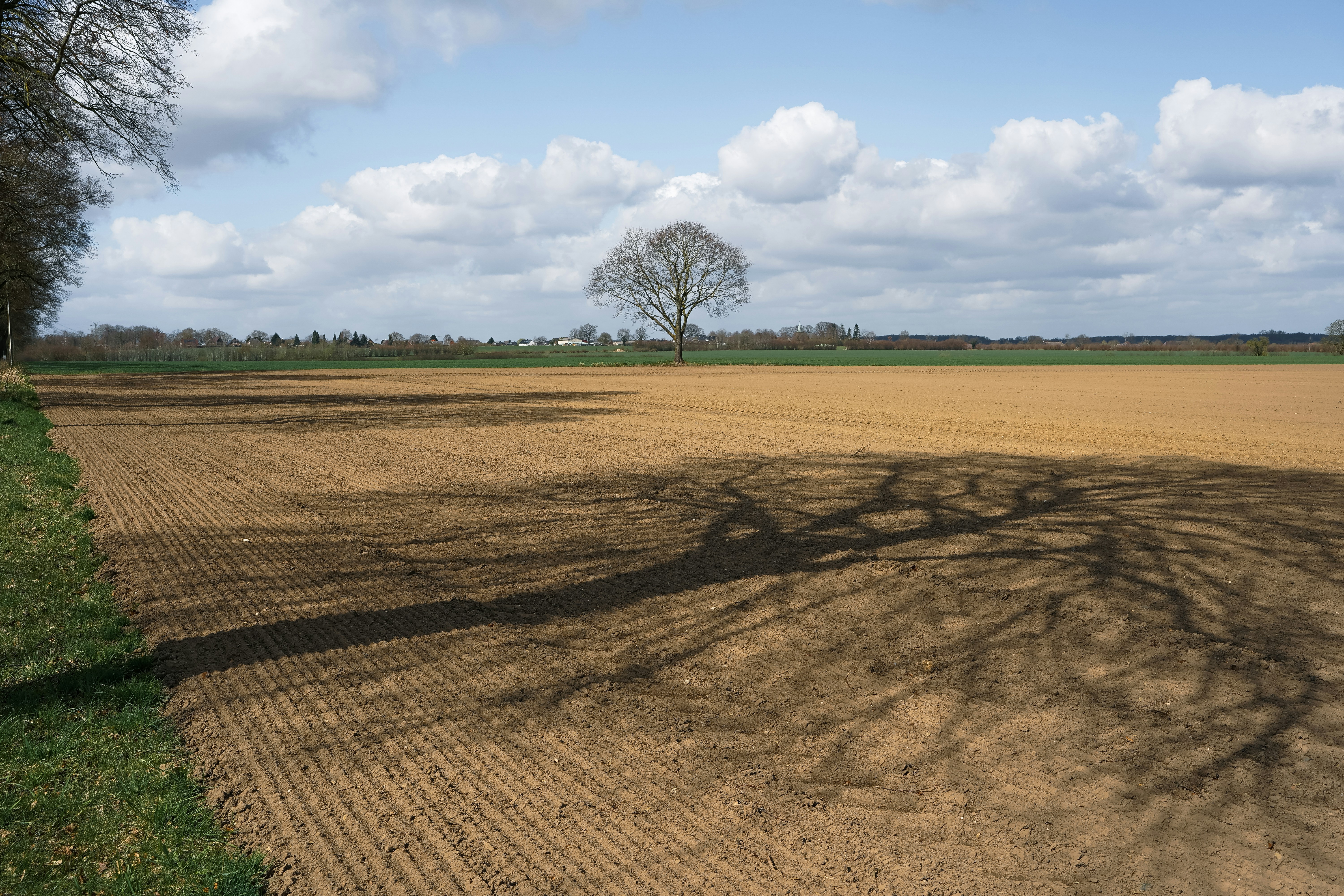 Kahler Baum wirft einen langen Schatten über ein Feld