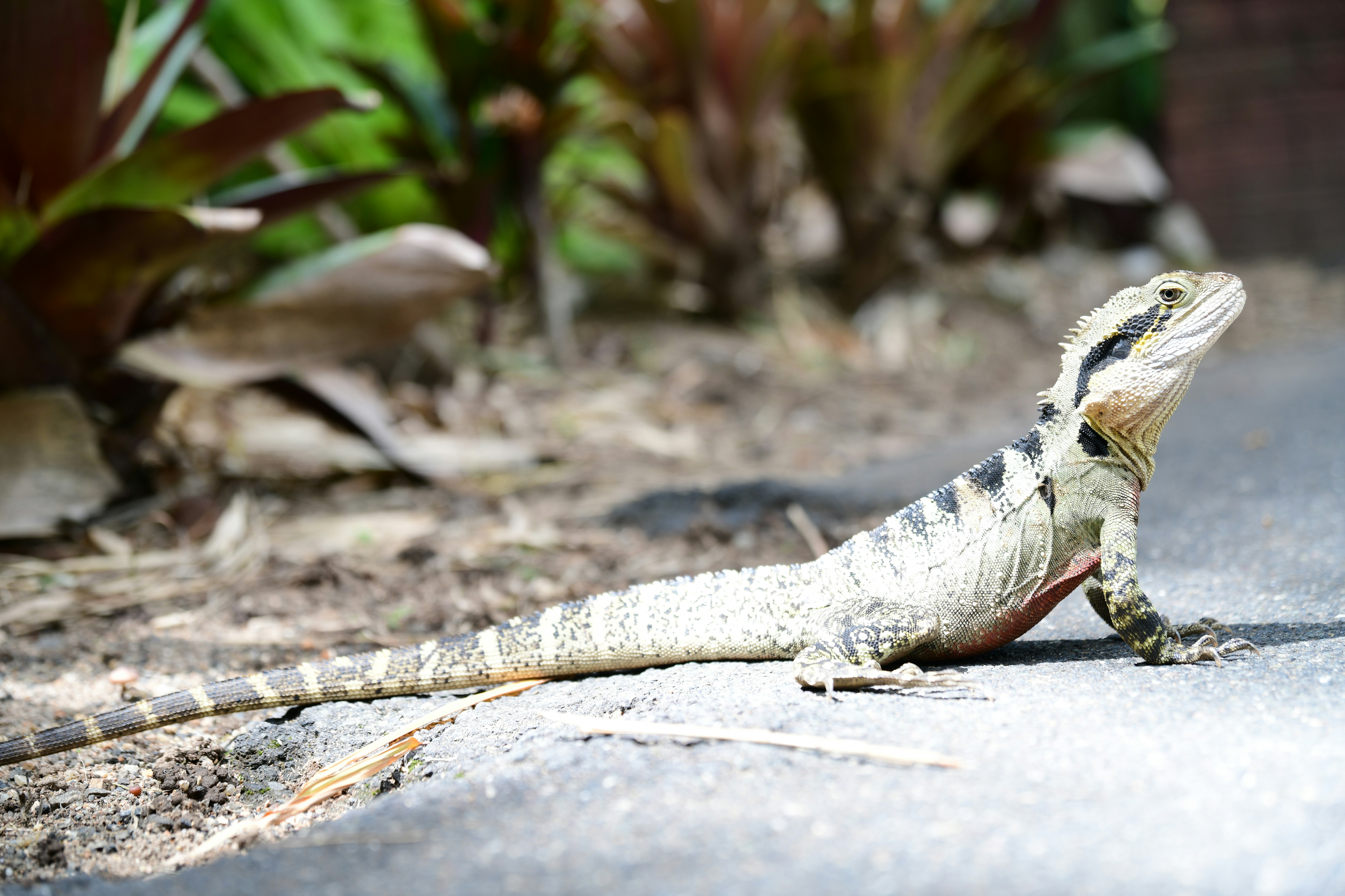 A lizard with black stripes on a paved surface.