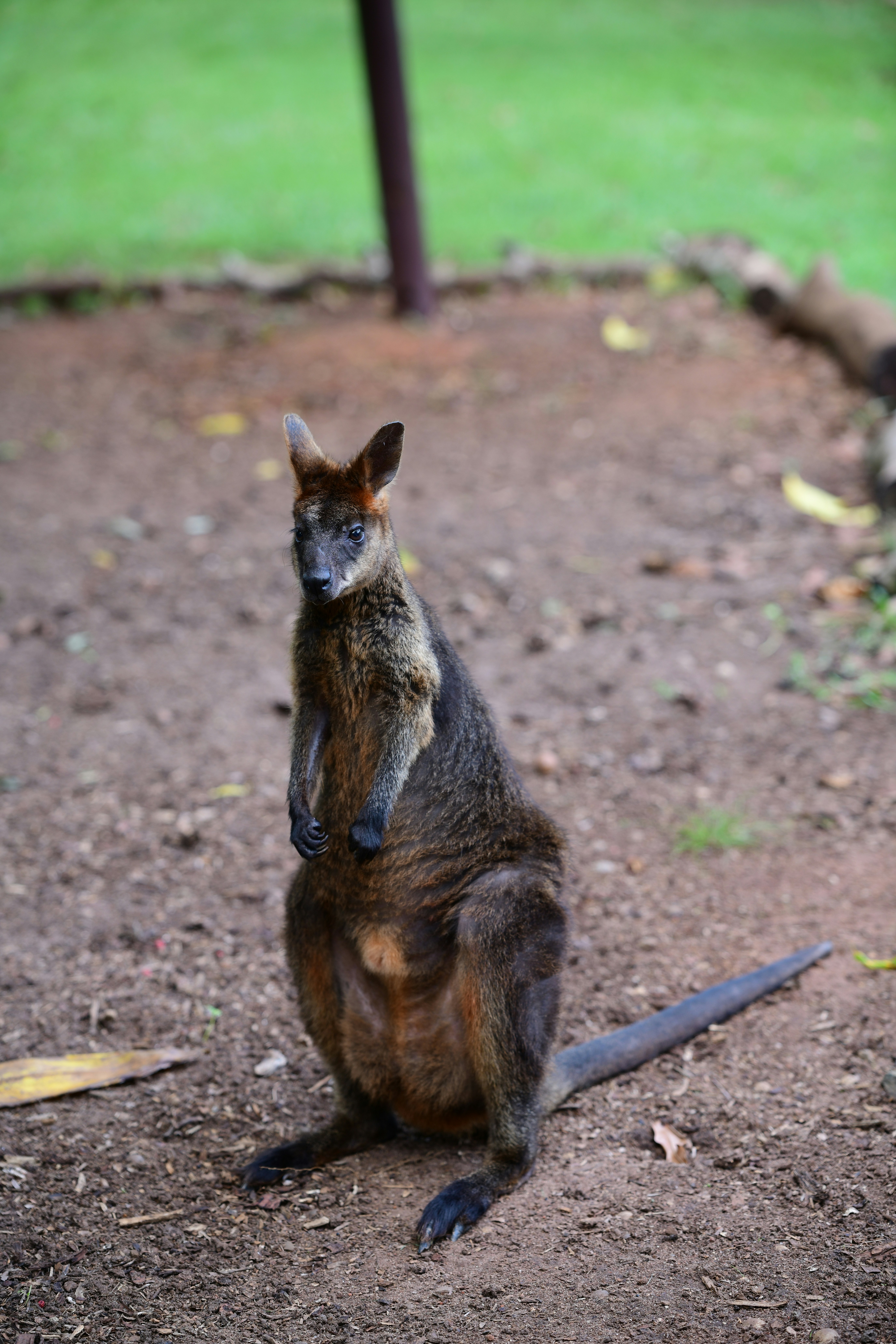 Ein Wallaby steht auf Schotterboden mit Gras im Hintergrund