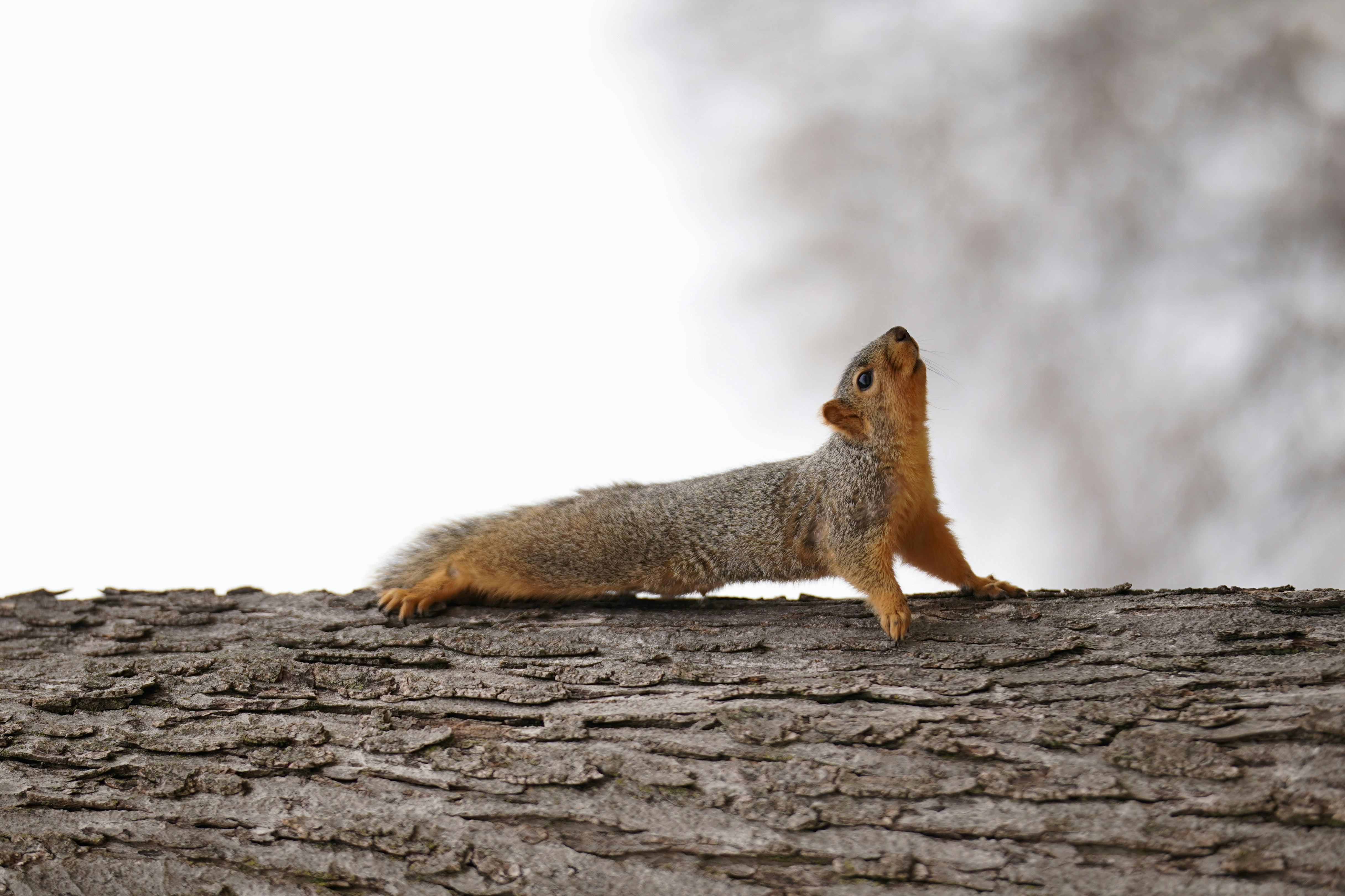 A squirrel resting on a textured tree trunk