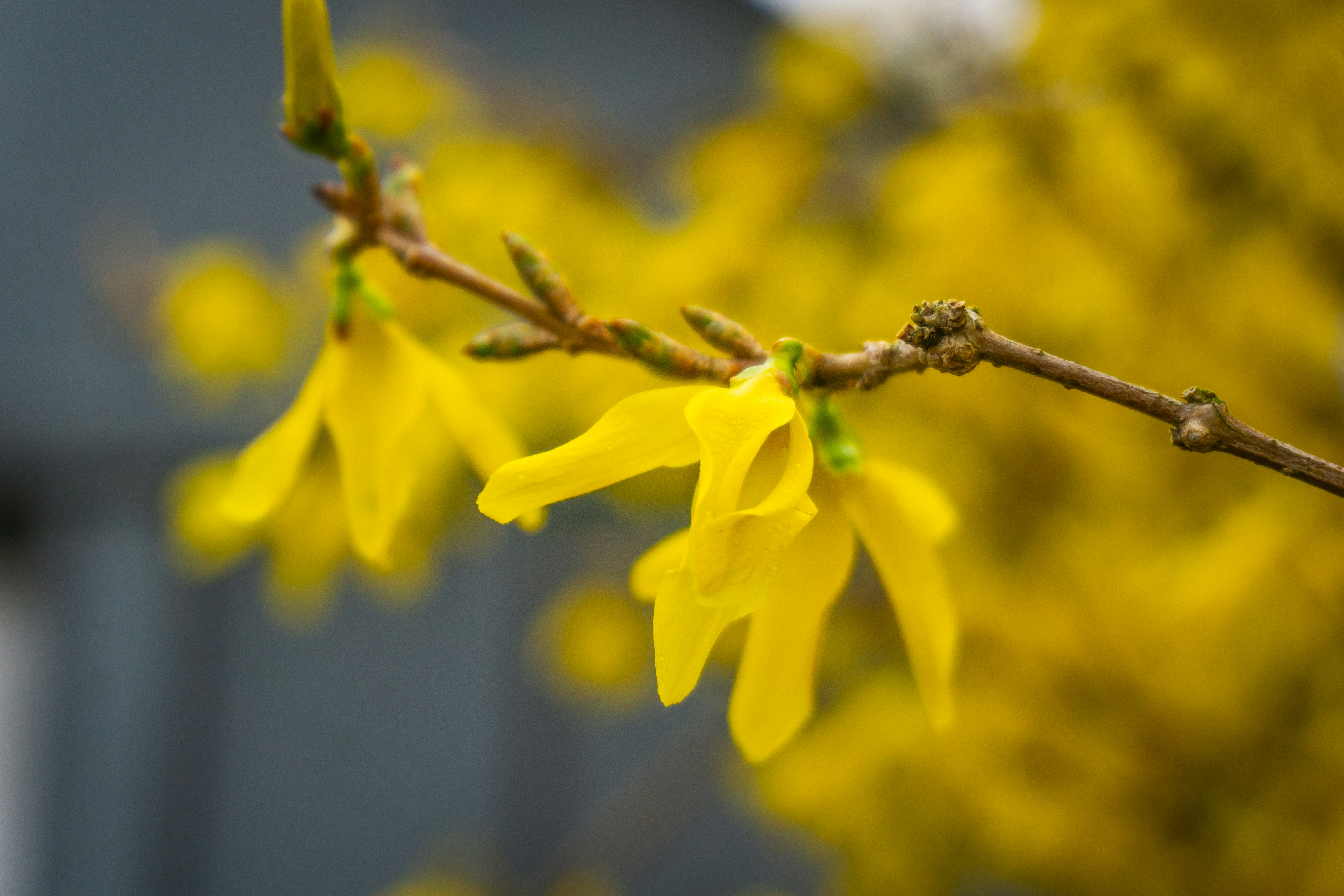 Photo by trentonstevens