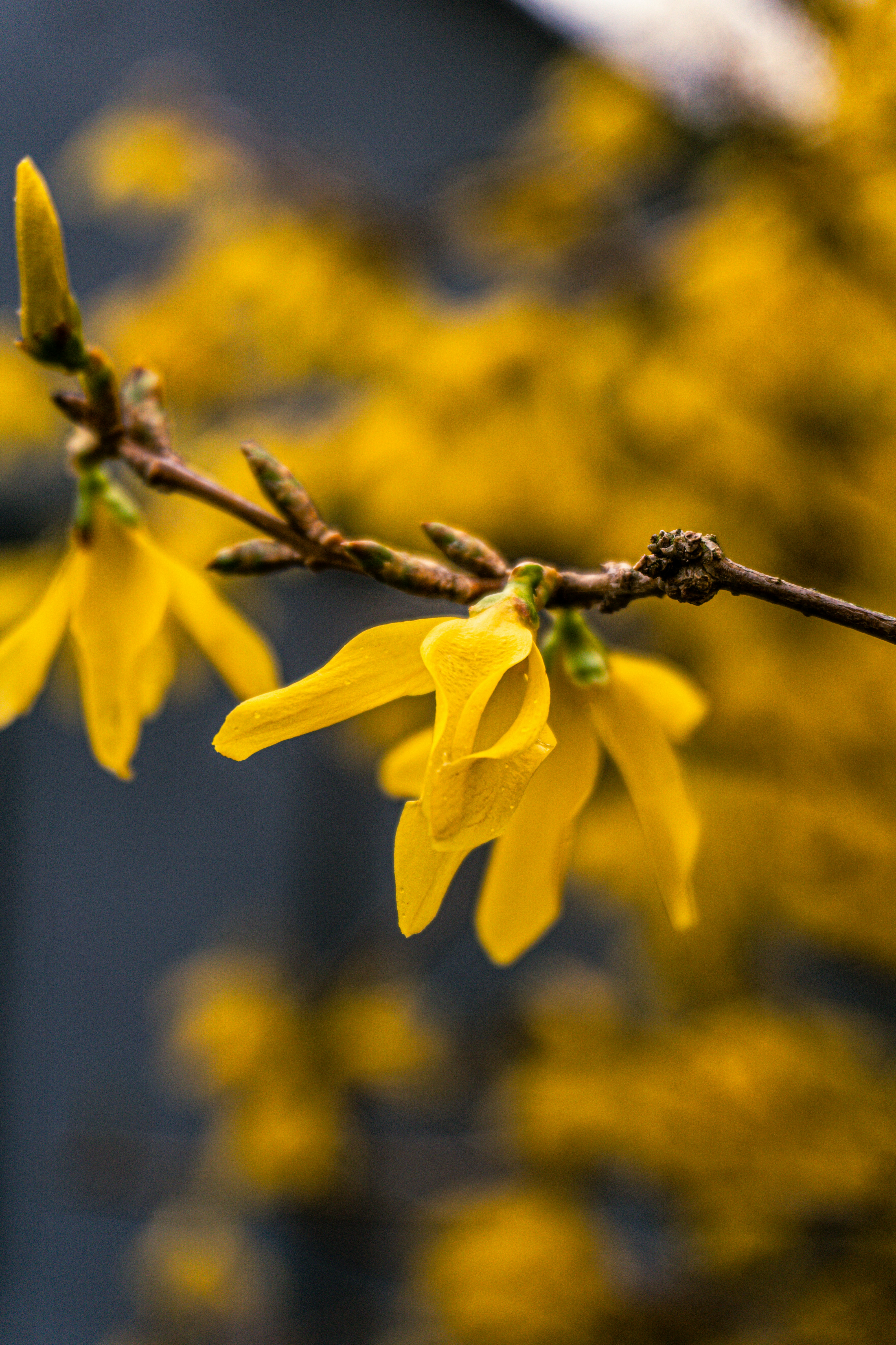 Photo by trentonstevens