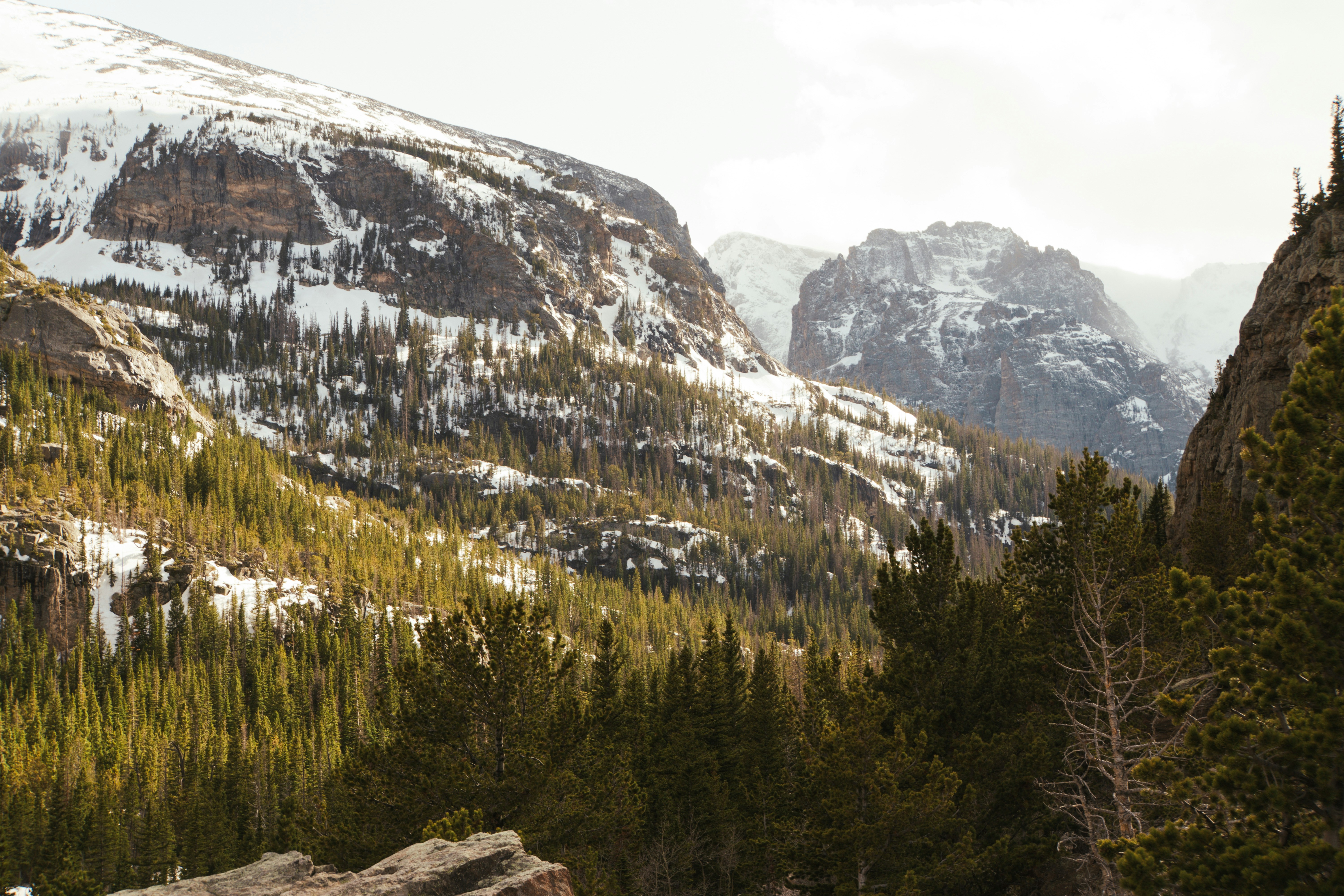 Snow-capped mountains overlook a dense pine forest.