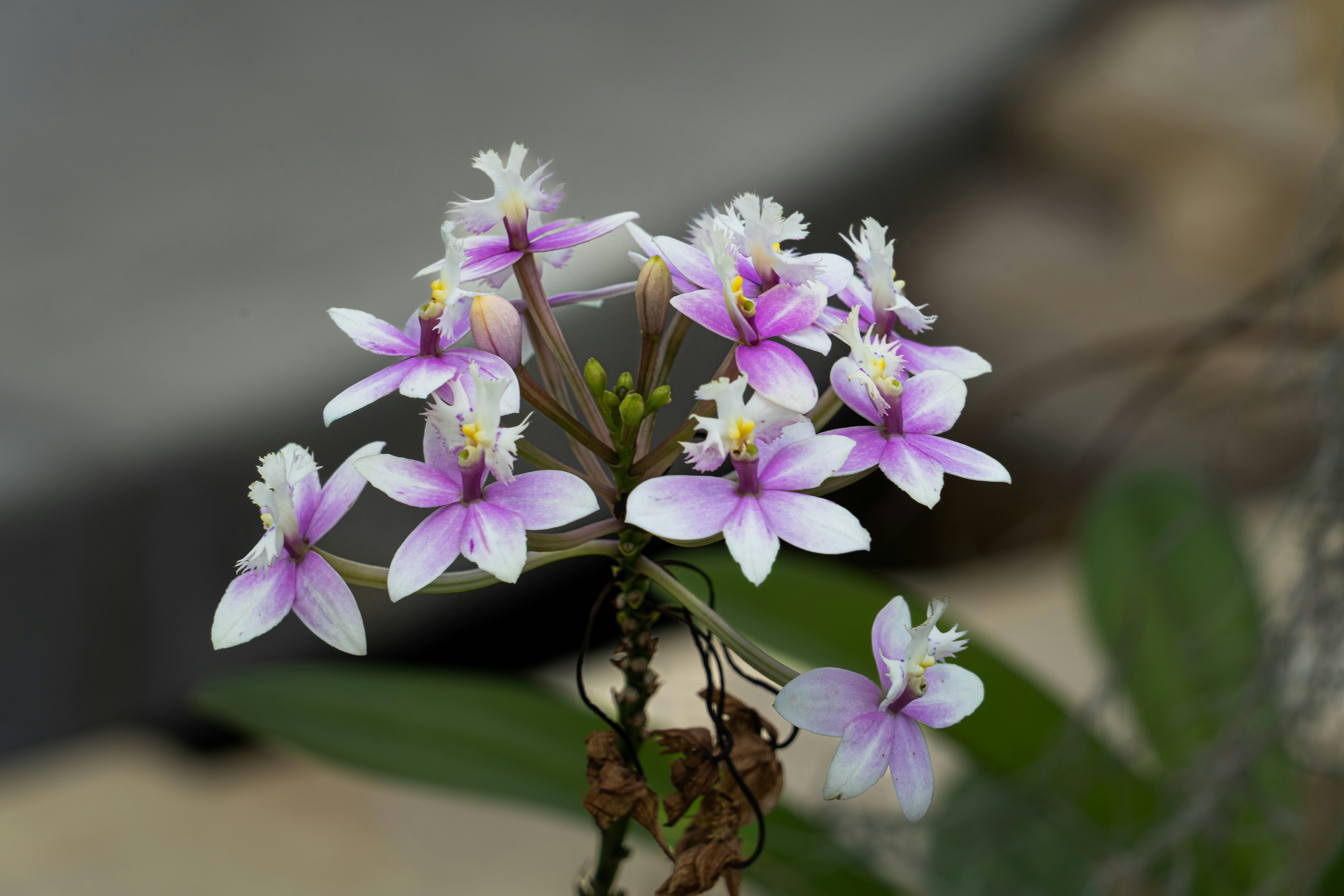 Ein Büschel kleiner rosa und weißer Orchideen