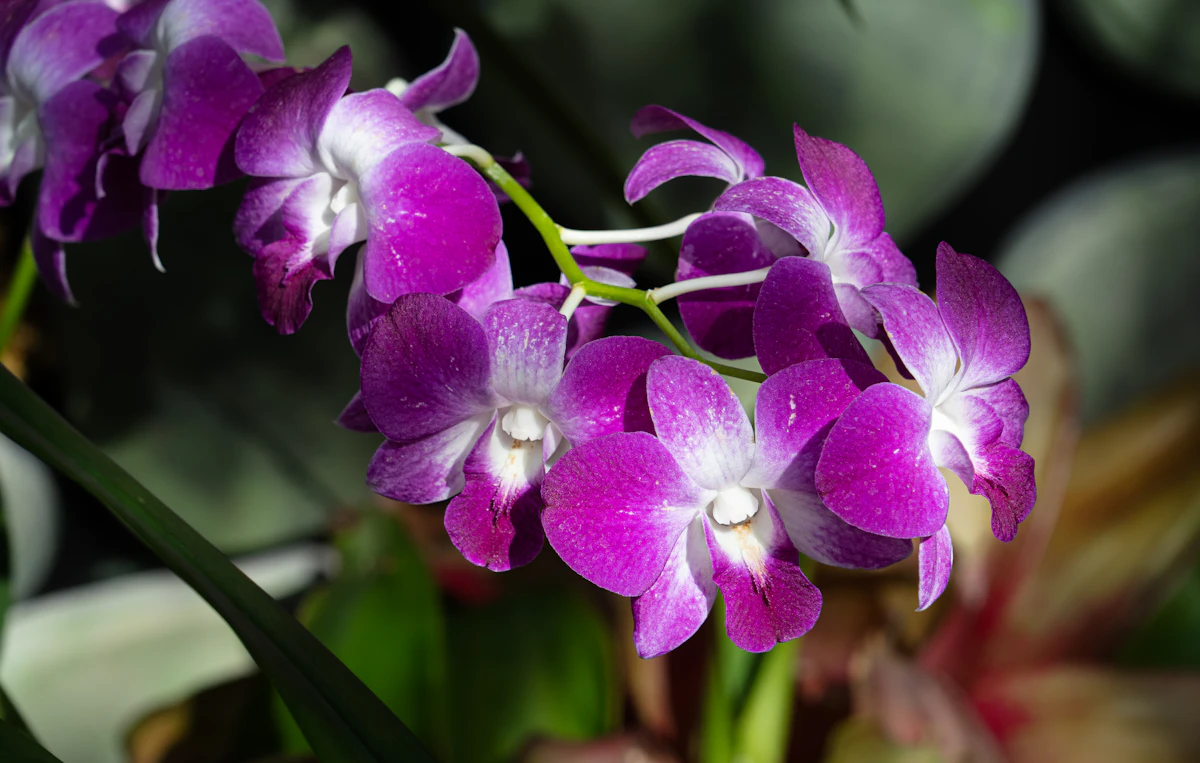 Purple orchids representing the modern 28th anniversary gift
