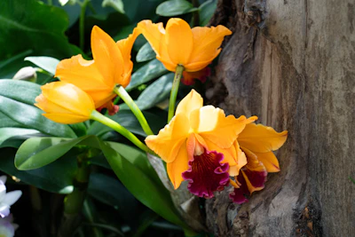 Orchid
