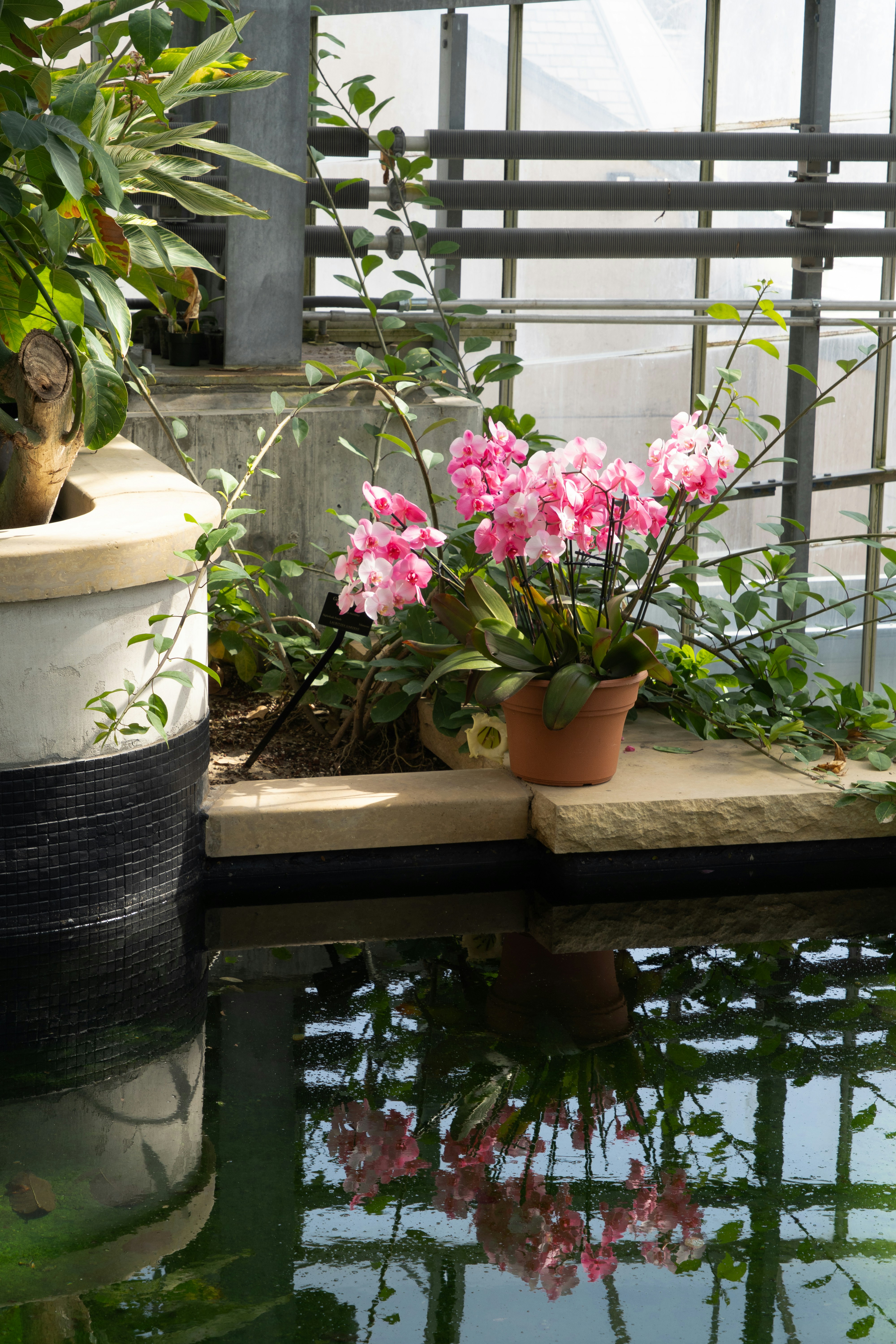 Rosa Orchideen blühen in einem Gewächshaus mit Wasserreflexion.