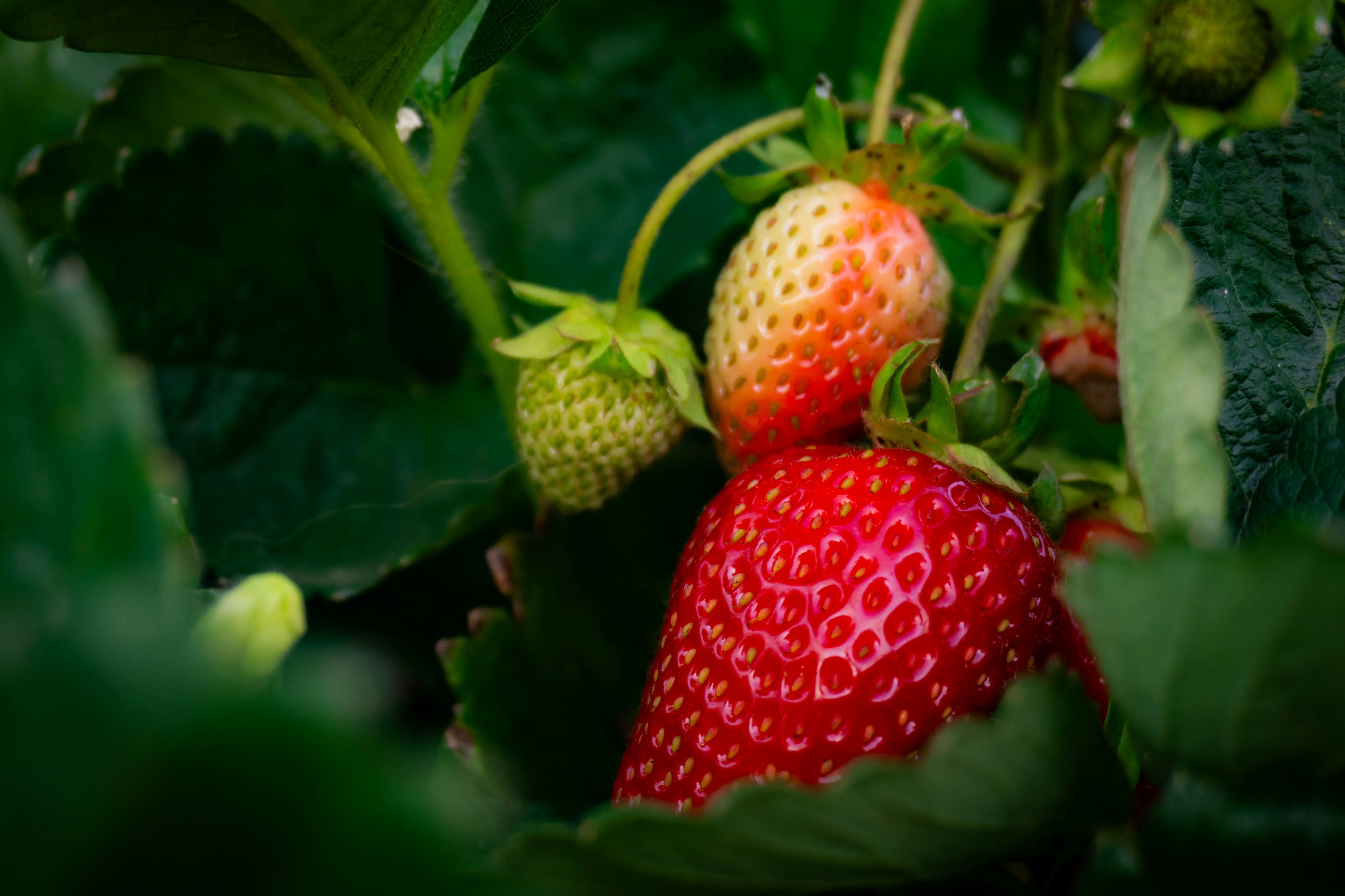 Photo by trentonstevens