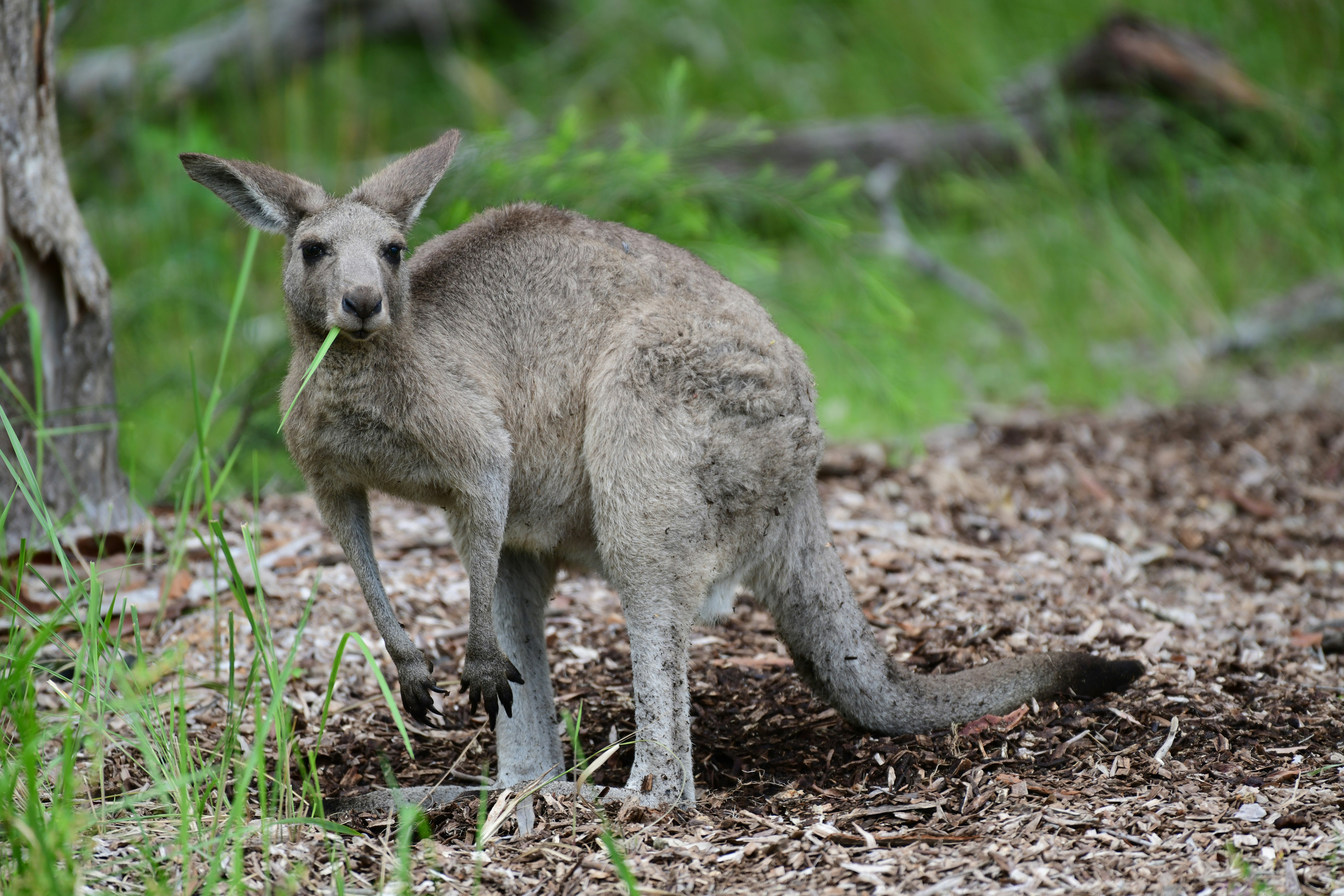 A kangaroo eating grass in a forest.