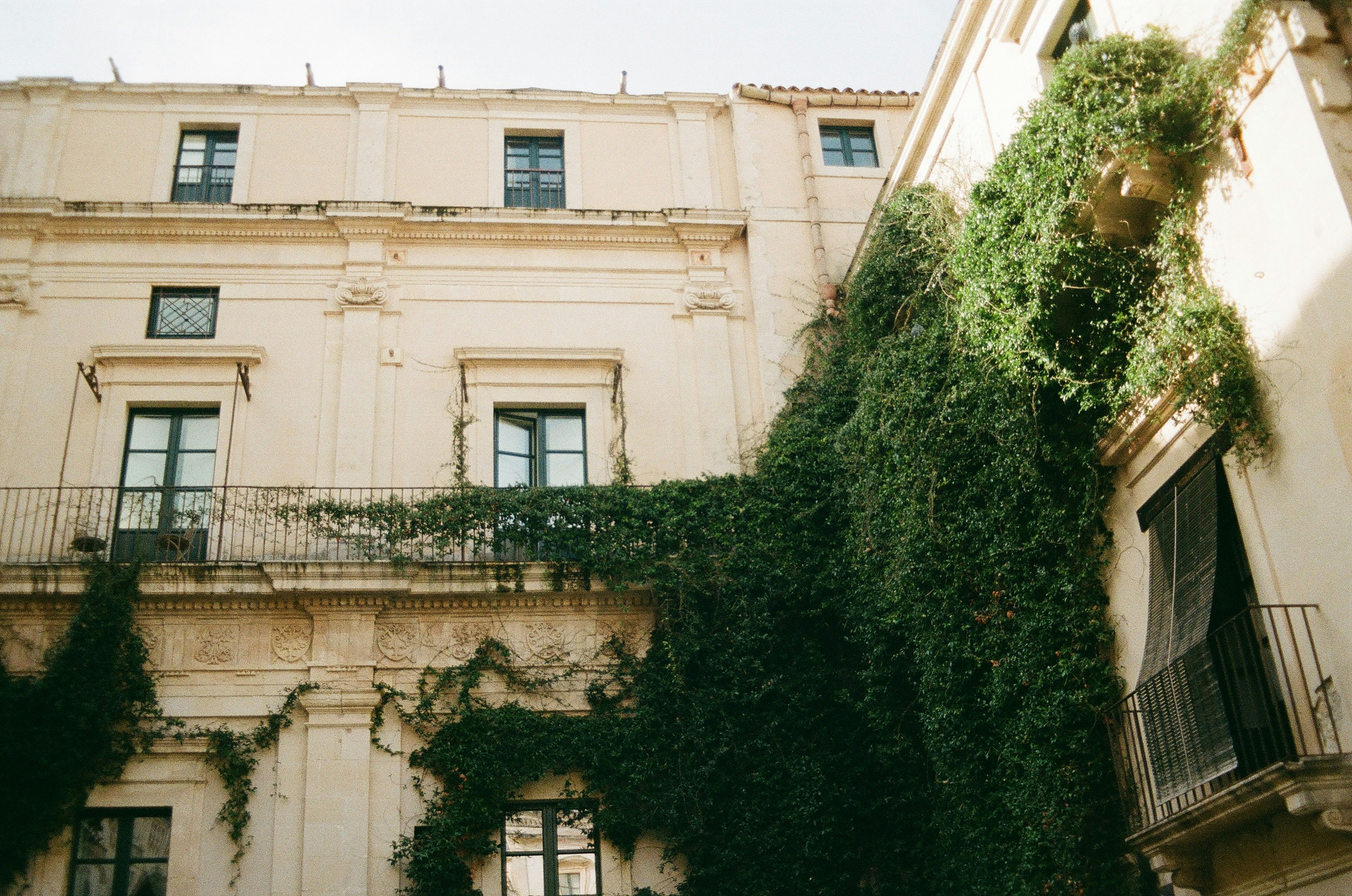 Ivy climbing a cream-colored building facade