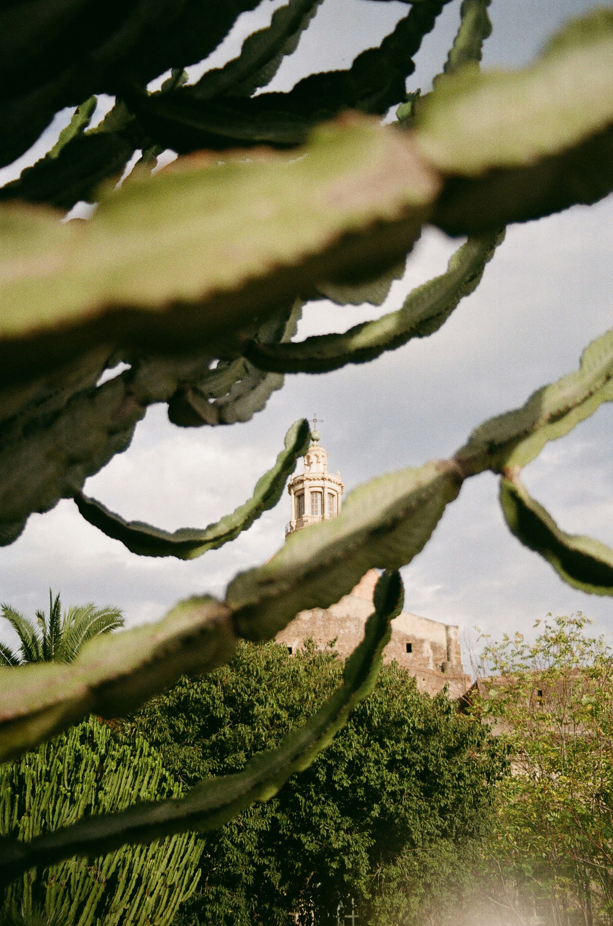 Cactus foreground with building in background