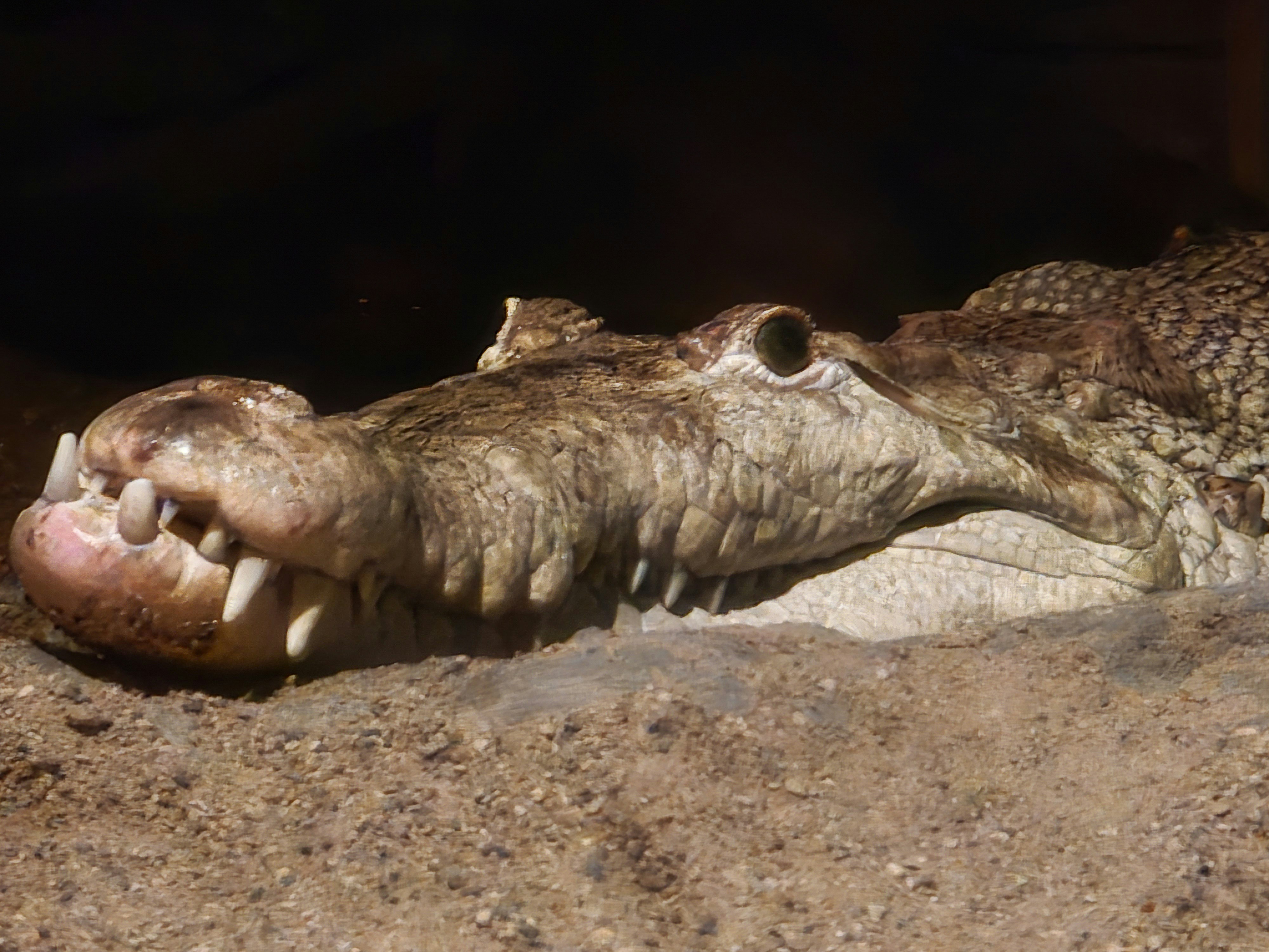 Ein Krokodil ruht dunkel auf sandigem Boden