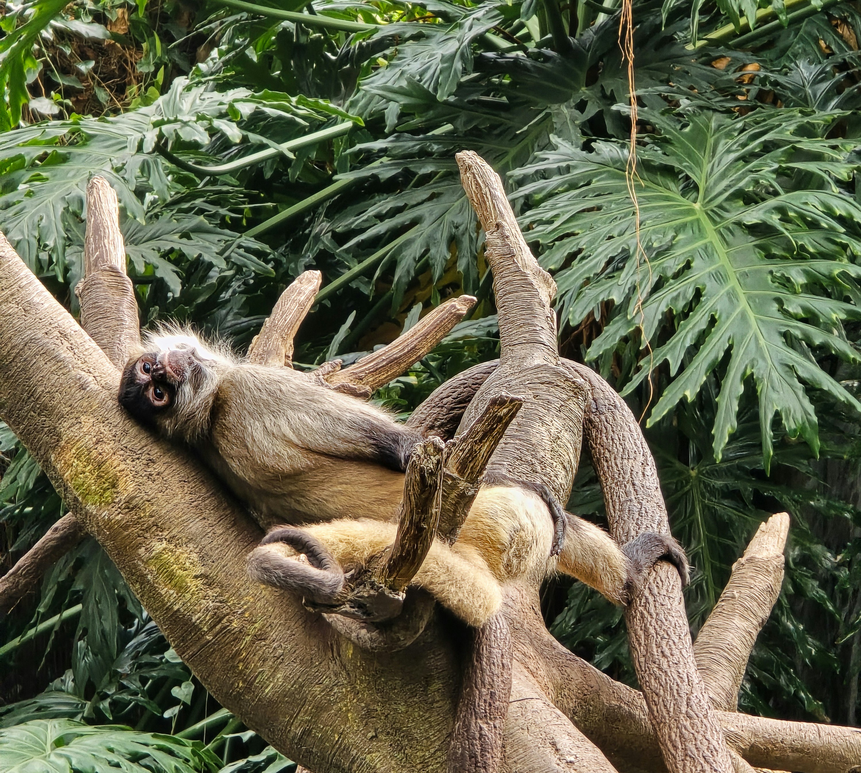 Ein Affe ruht auf einem Ast, umgeben von Blättern.
