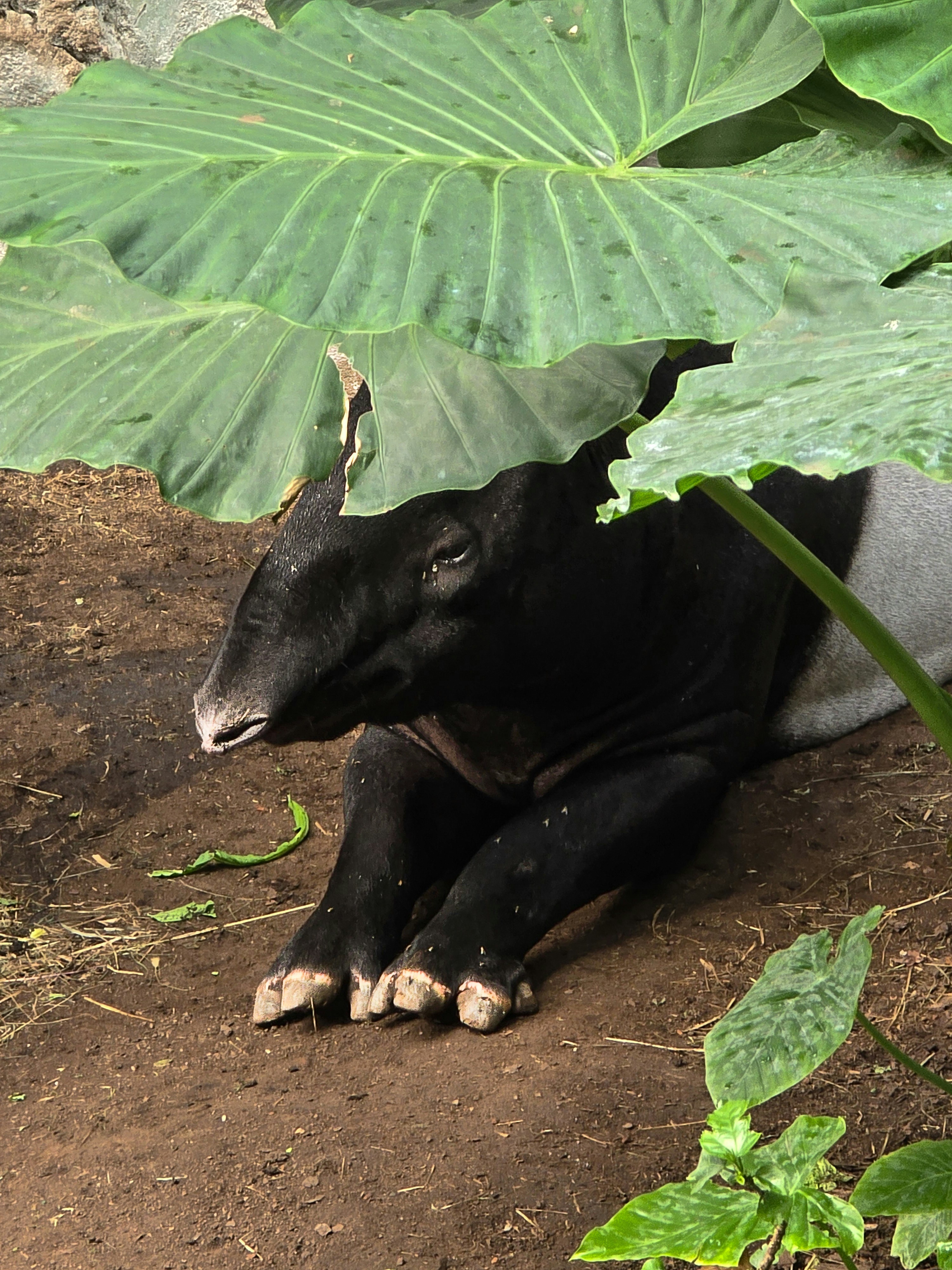테이퍼가 땅의 큰 초록 잎 아래에 쉬고 있습니다.